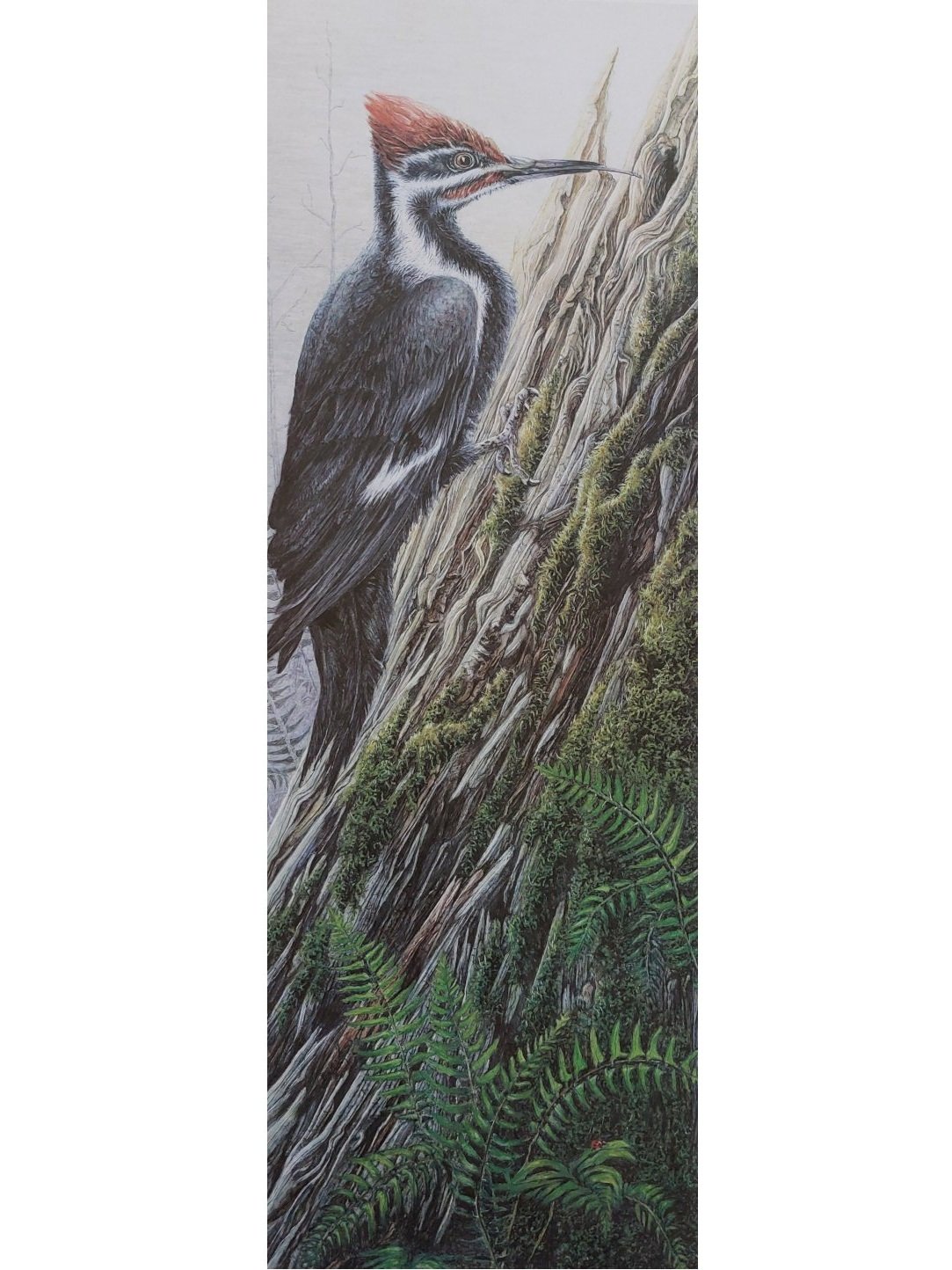 woodpecker+hi+res+test.jpg