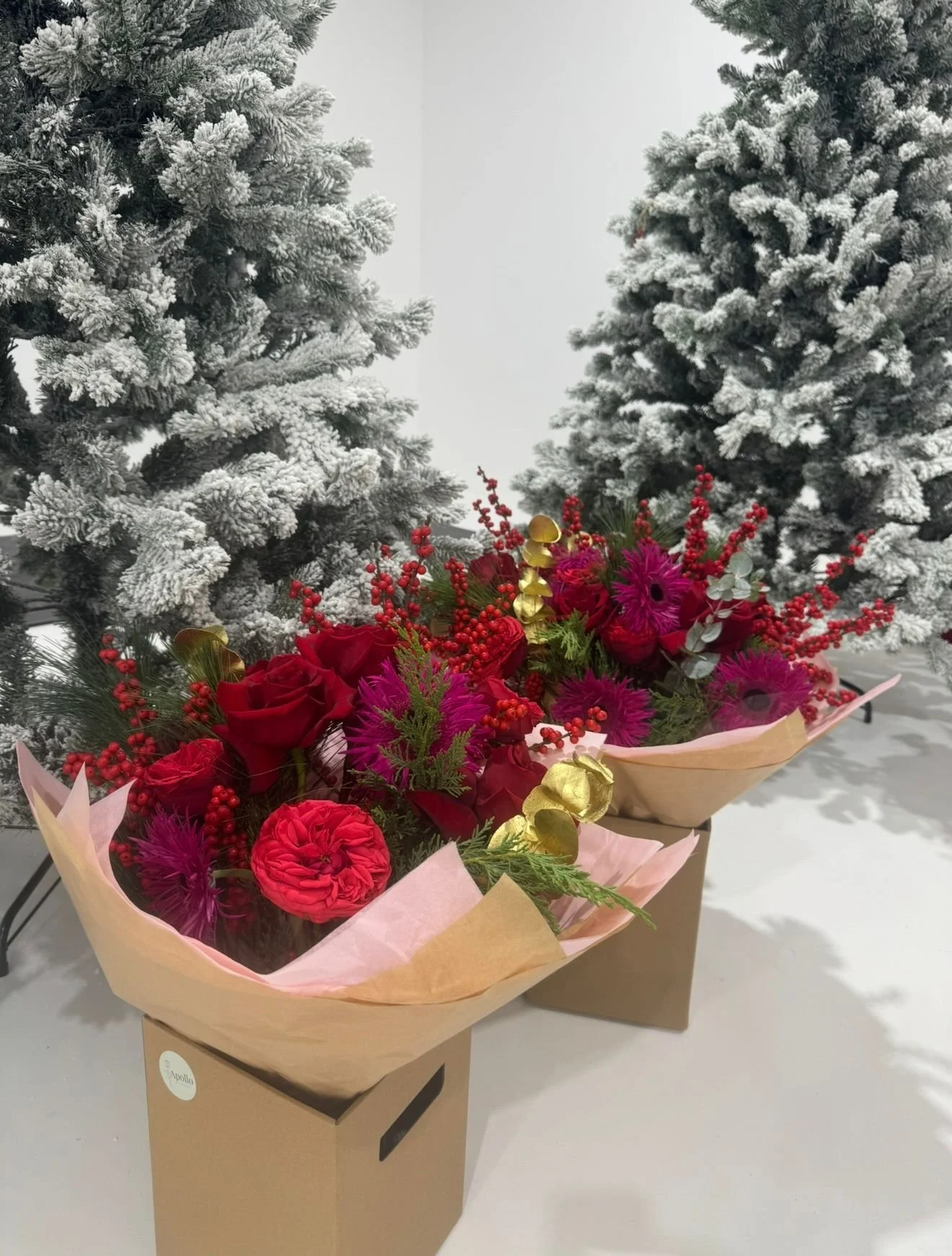 Apolo Herts photo shoot 1.JPG