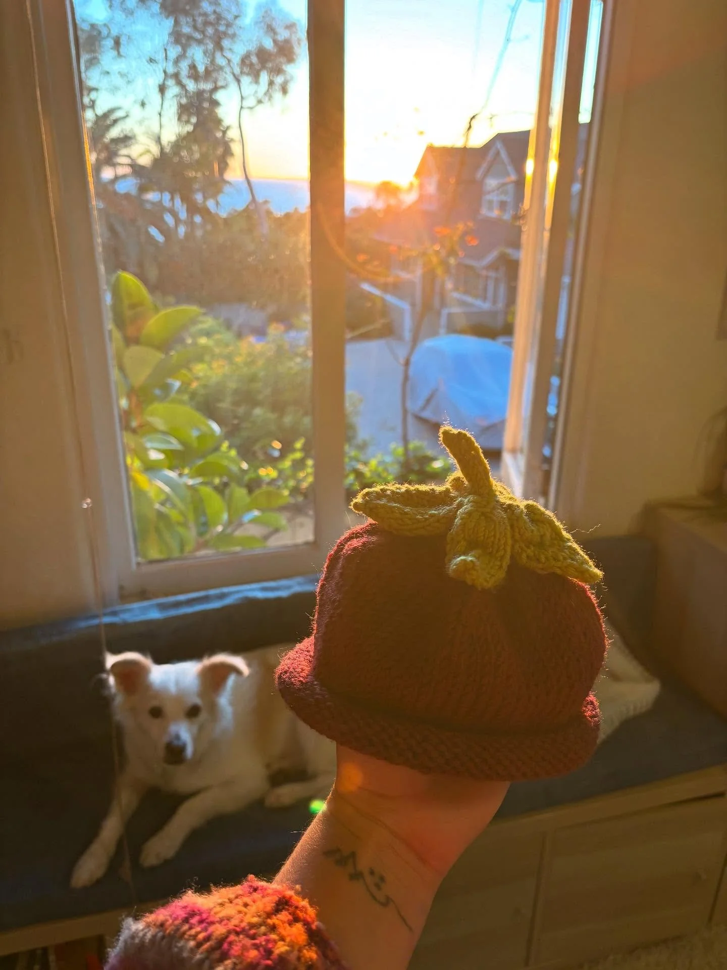 pockets of joy in the form of dogs, art and food for 2026 thus far