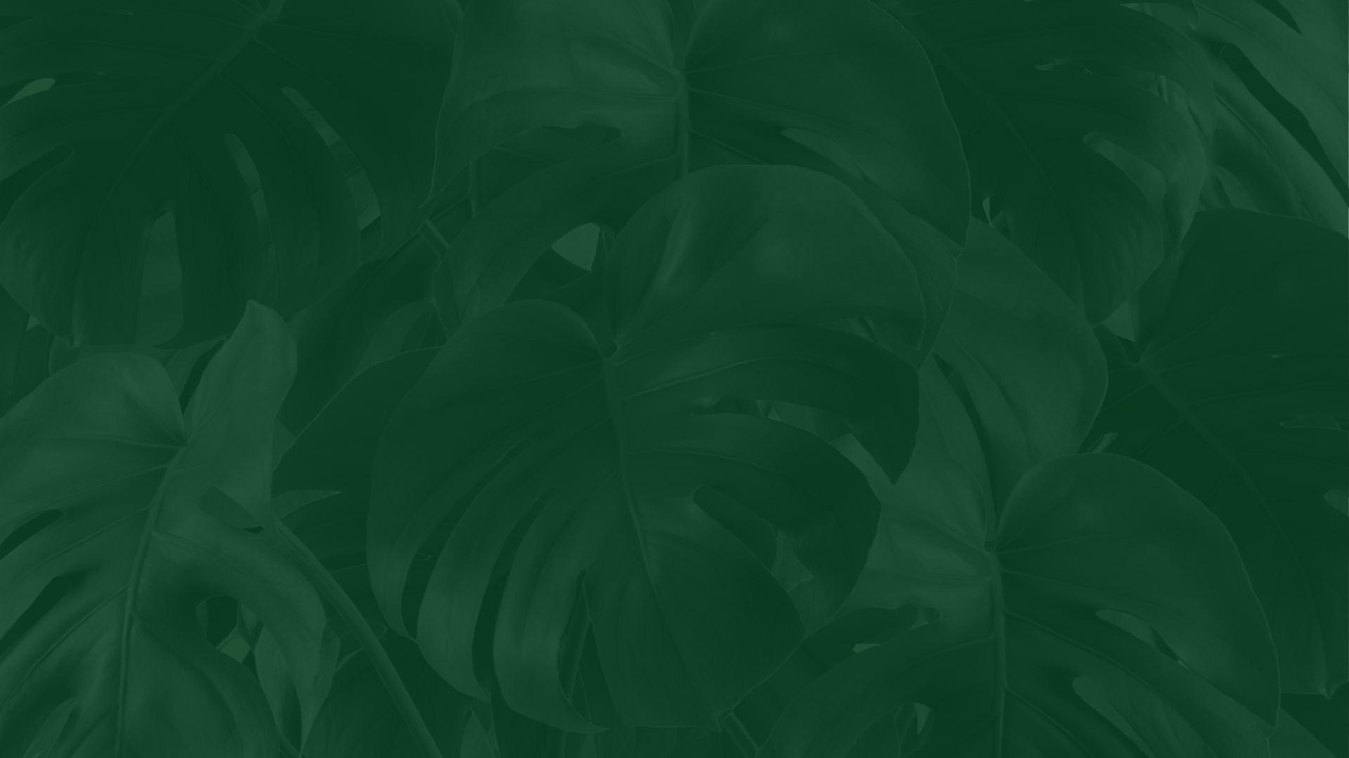 Bloomhaven Photo Slideshow.png