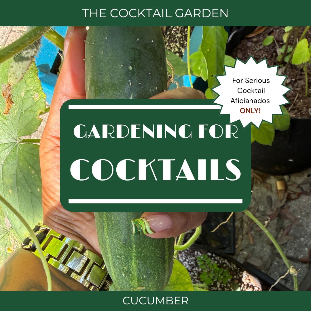 Cucumber in Your Cocktail Garden: A Refreshing Bourbon Agua Fresca for July