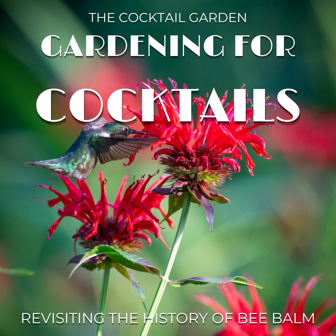Revisiting Bee Balm in the Cocktail Garden: When history and whiskey collide