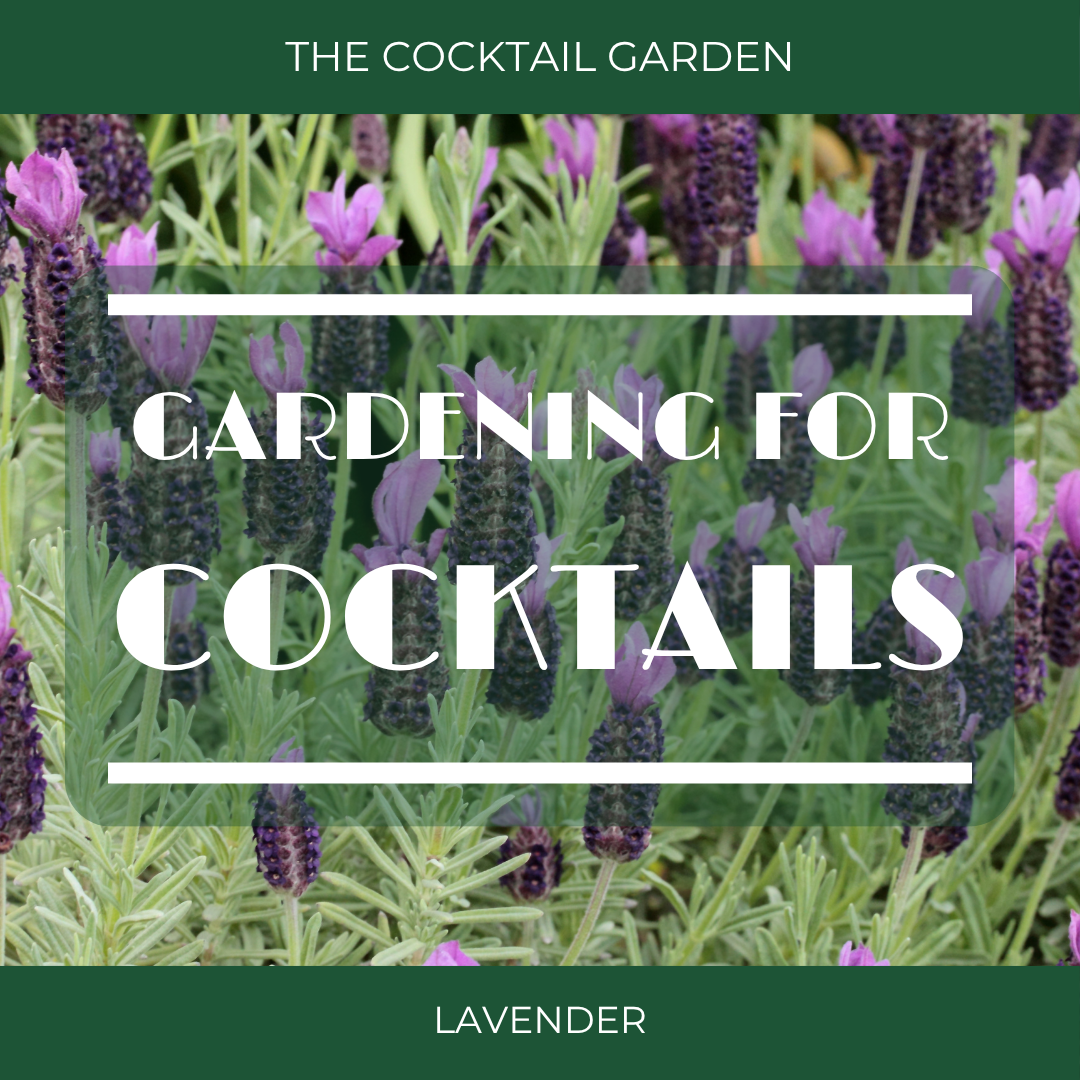 Lavender in Your Cocktail Garden: A Bourbon Sidecar for Bourbon Heritage Month