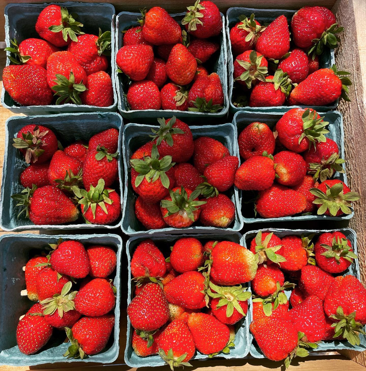 Picked up these beauties at @fire.cat.farm yesterday and dipped them this morning for the Farmer&rsquo;s Market. Come on by to grab some, they&rsquo;re as fresh as they come! 9am-12pm ☀️