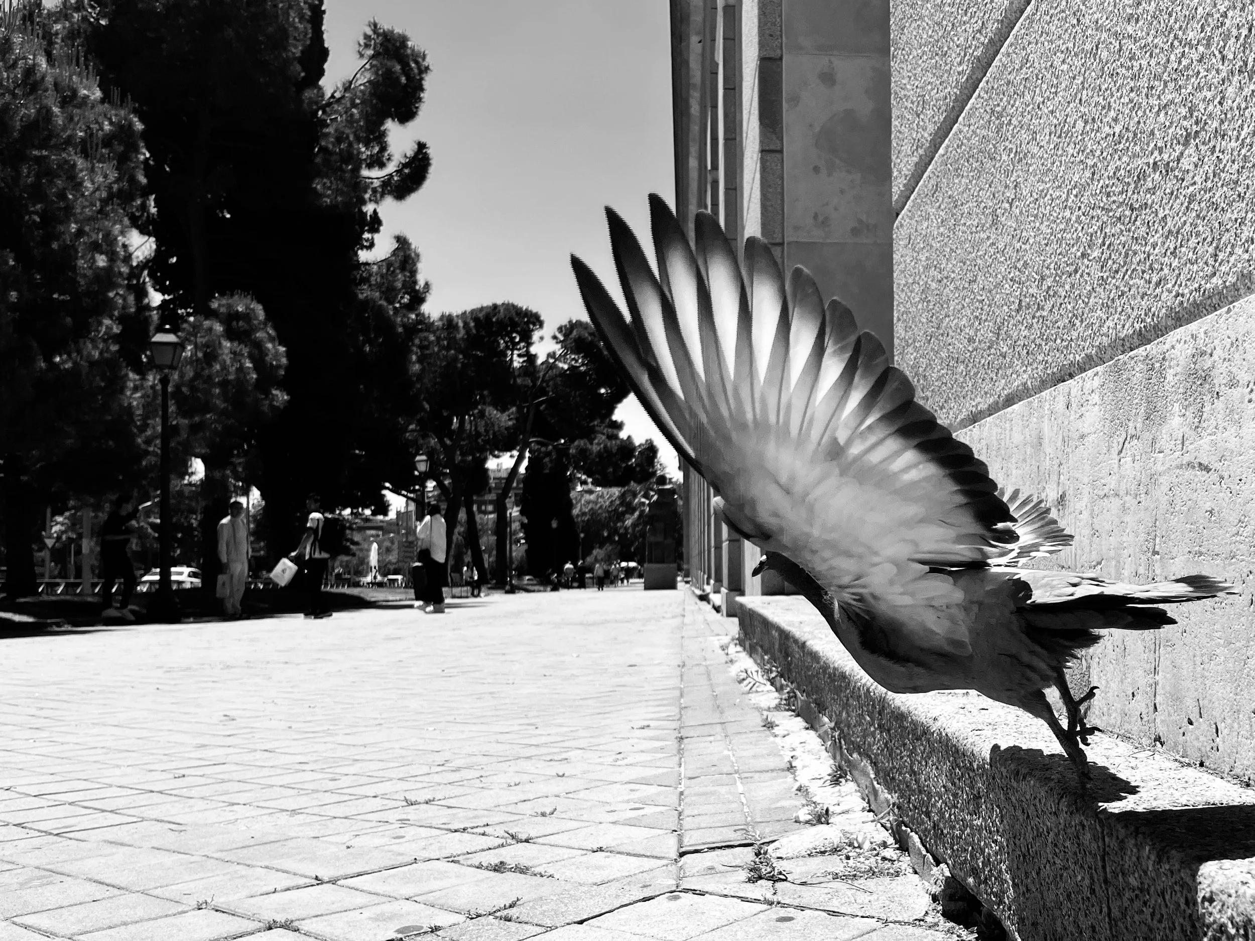 Bird Photography