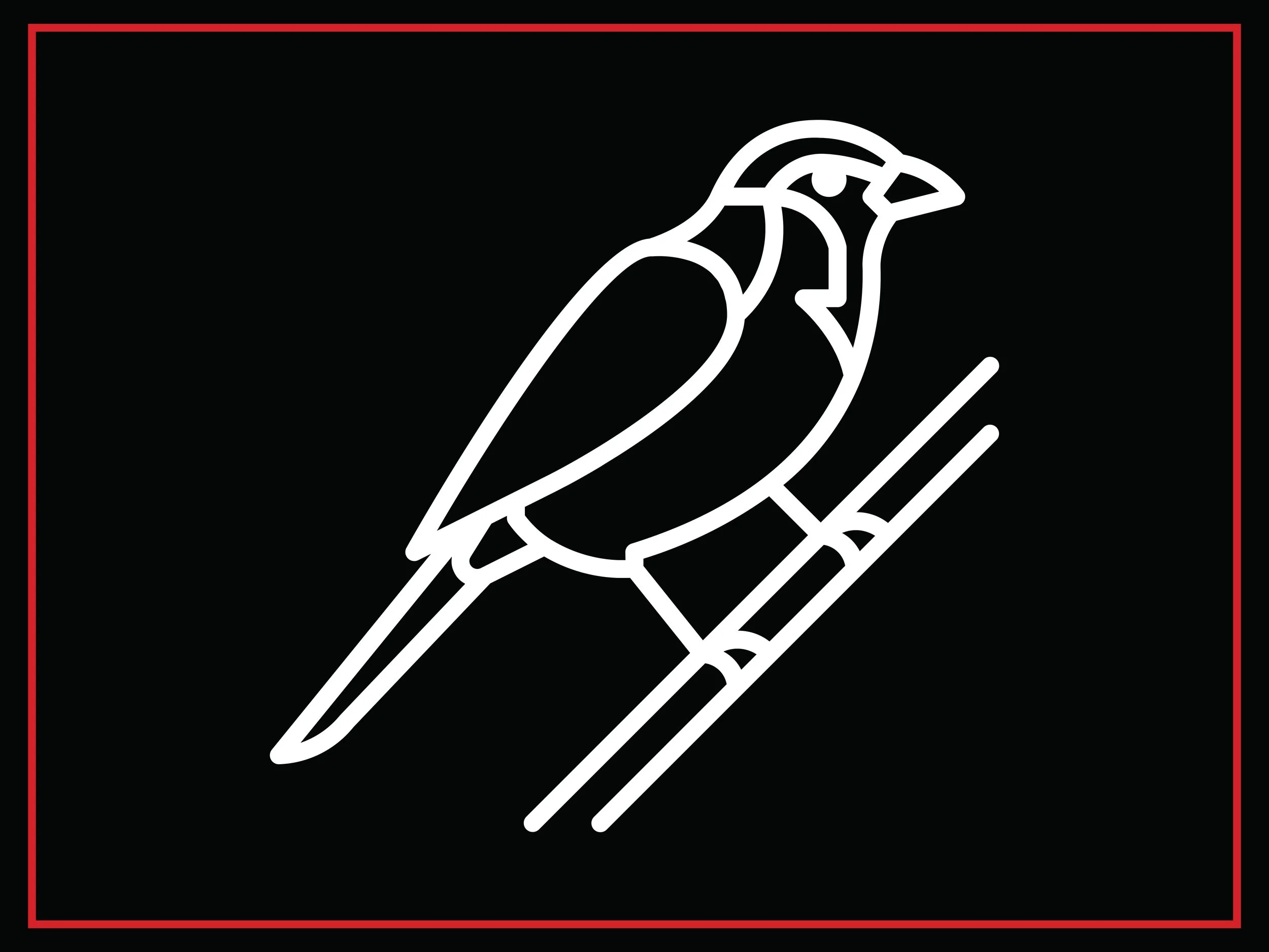 Bird Photography