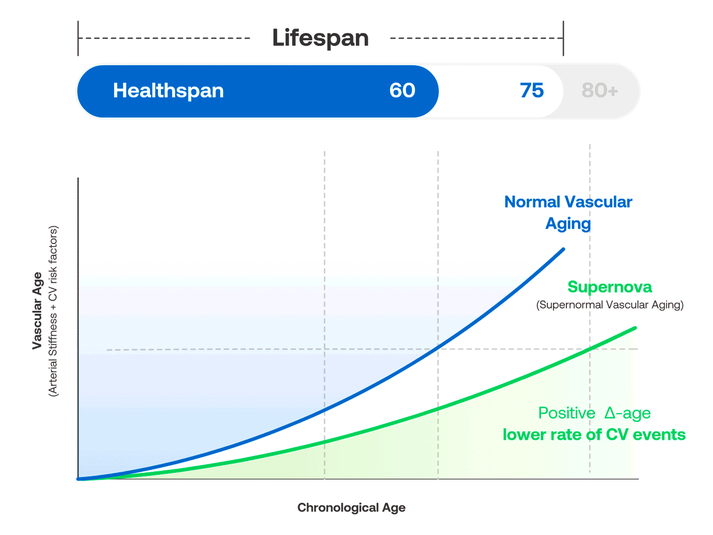 Vascular vs Chronological Age graph