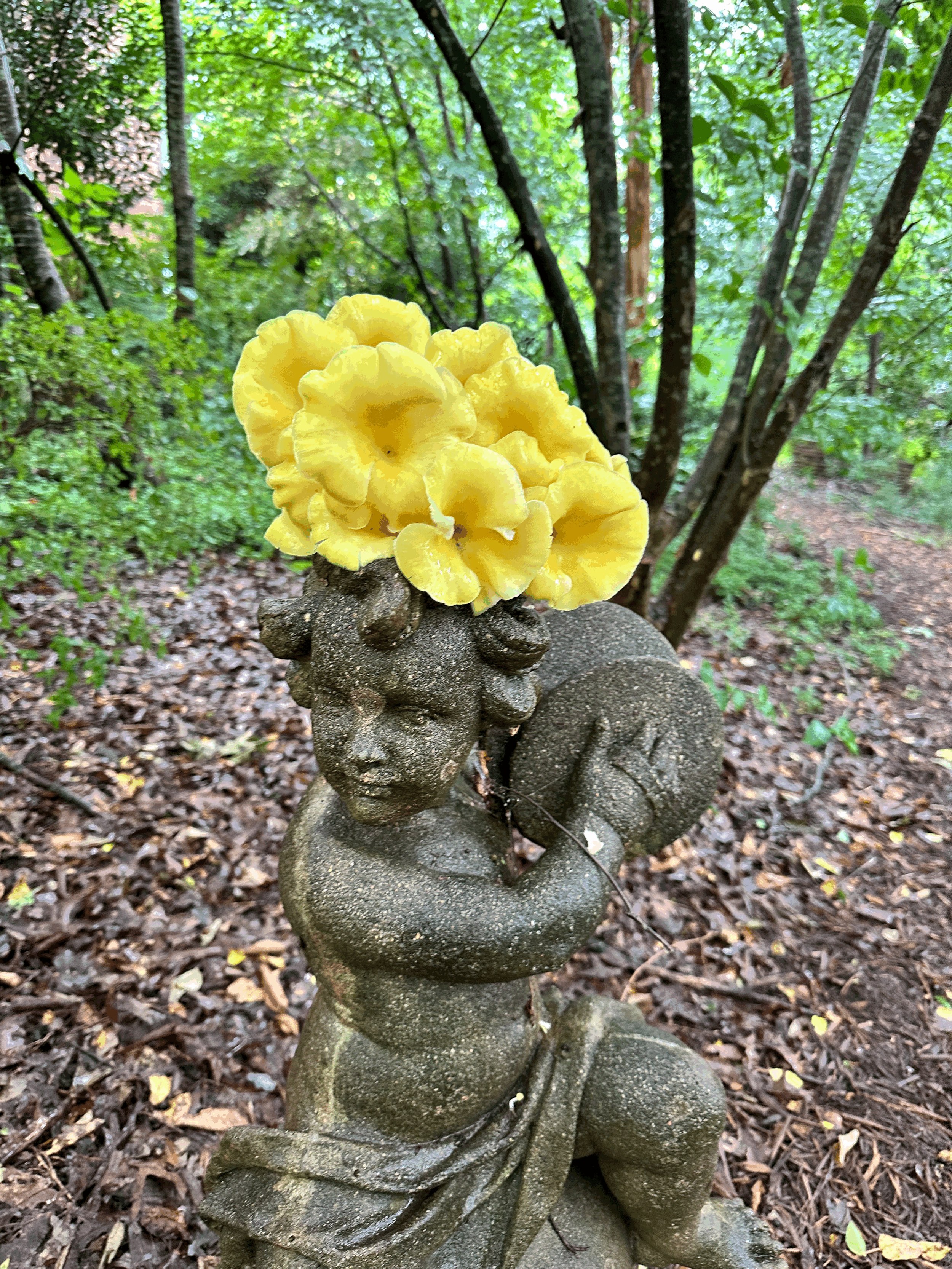 Garden with Mushrooms Class June 29th at 1pm