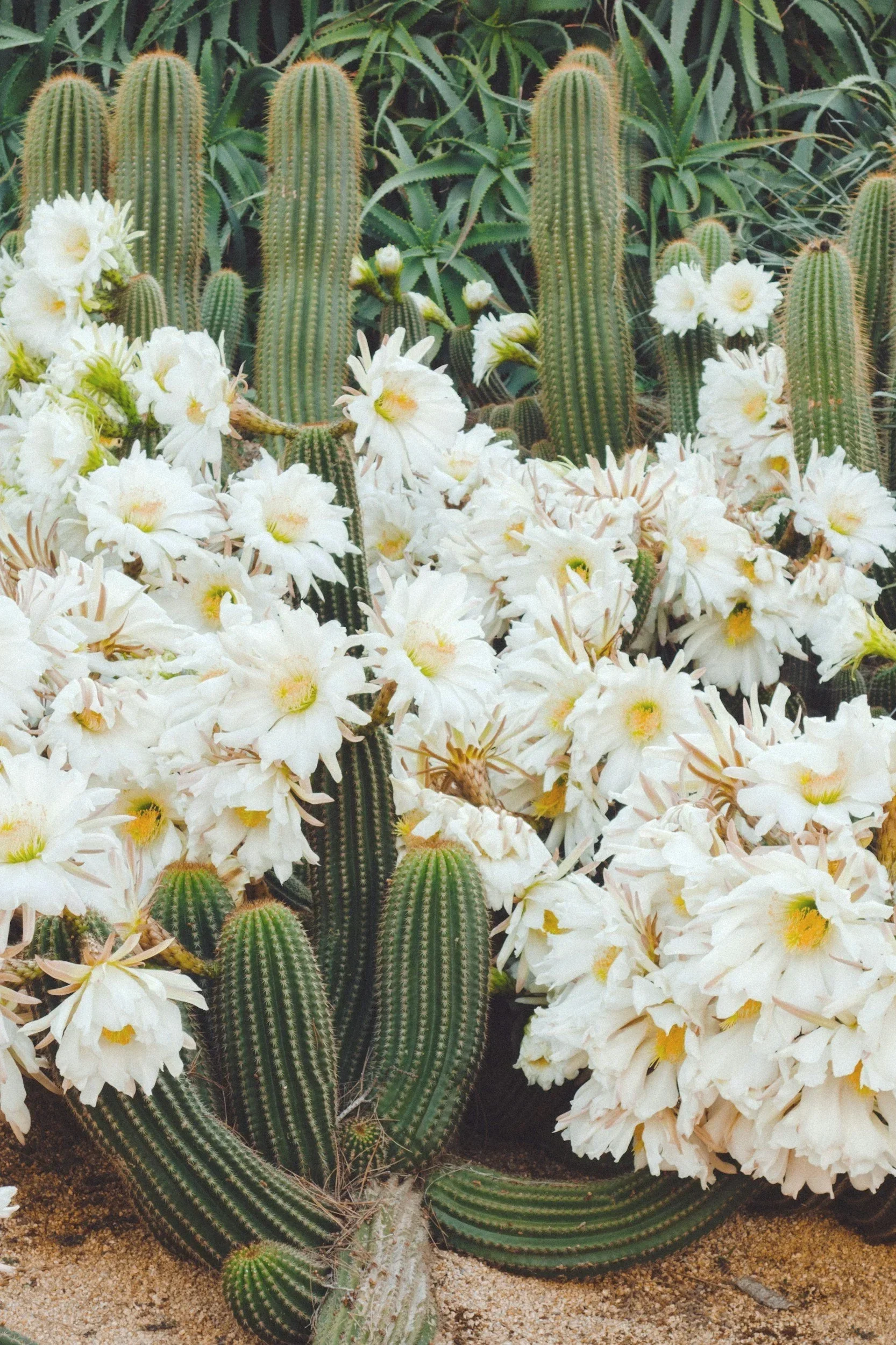 Cacti with tall green stems and white flowers blooming on some of them, set against other cactus and green foliage in a sandy desert landscape.