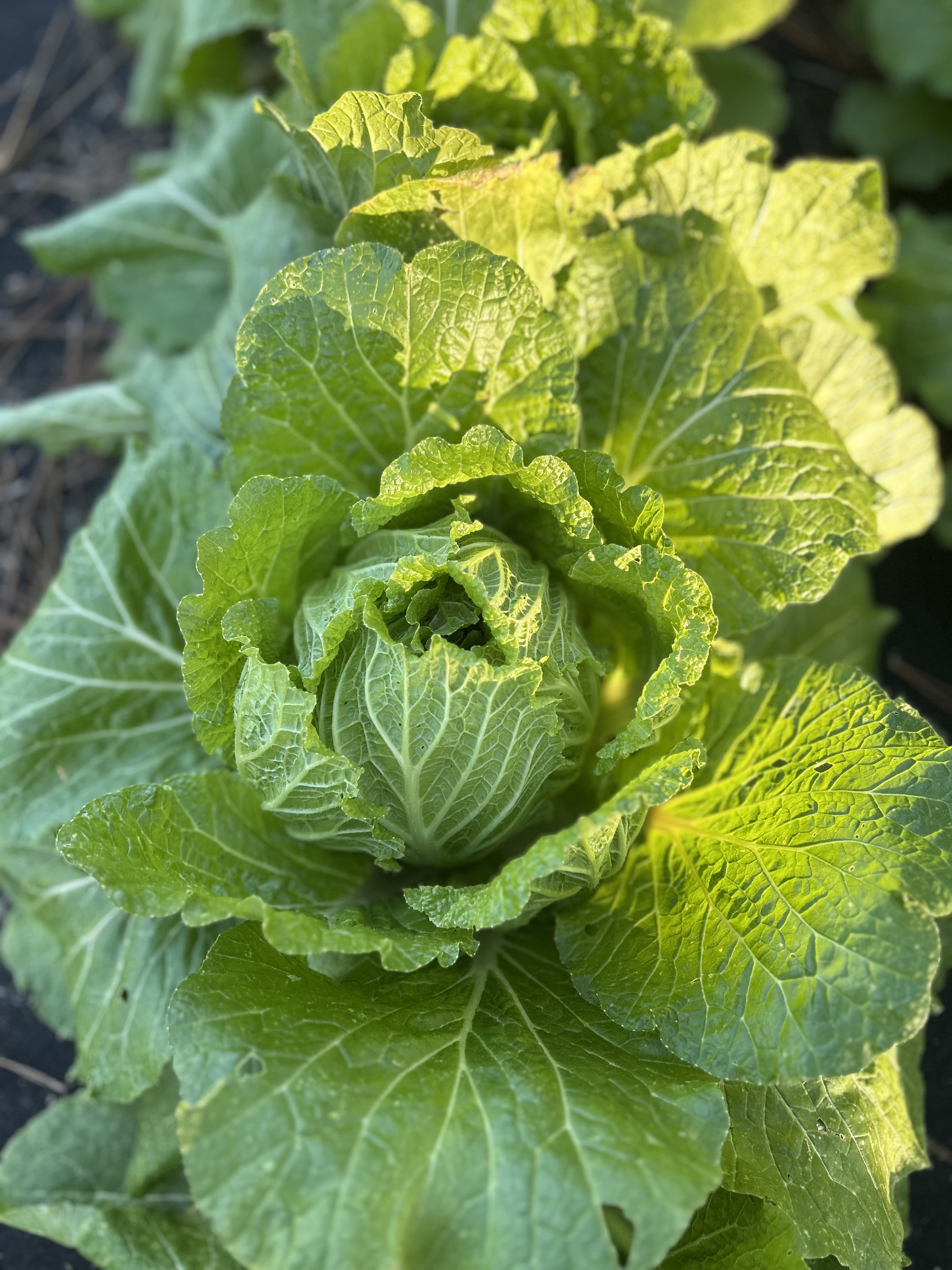 Seasonal Vegetables