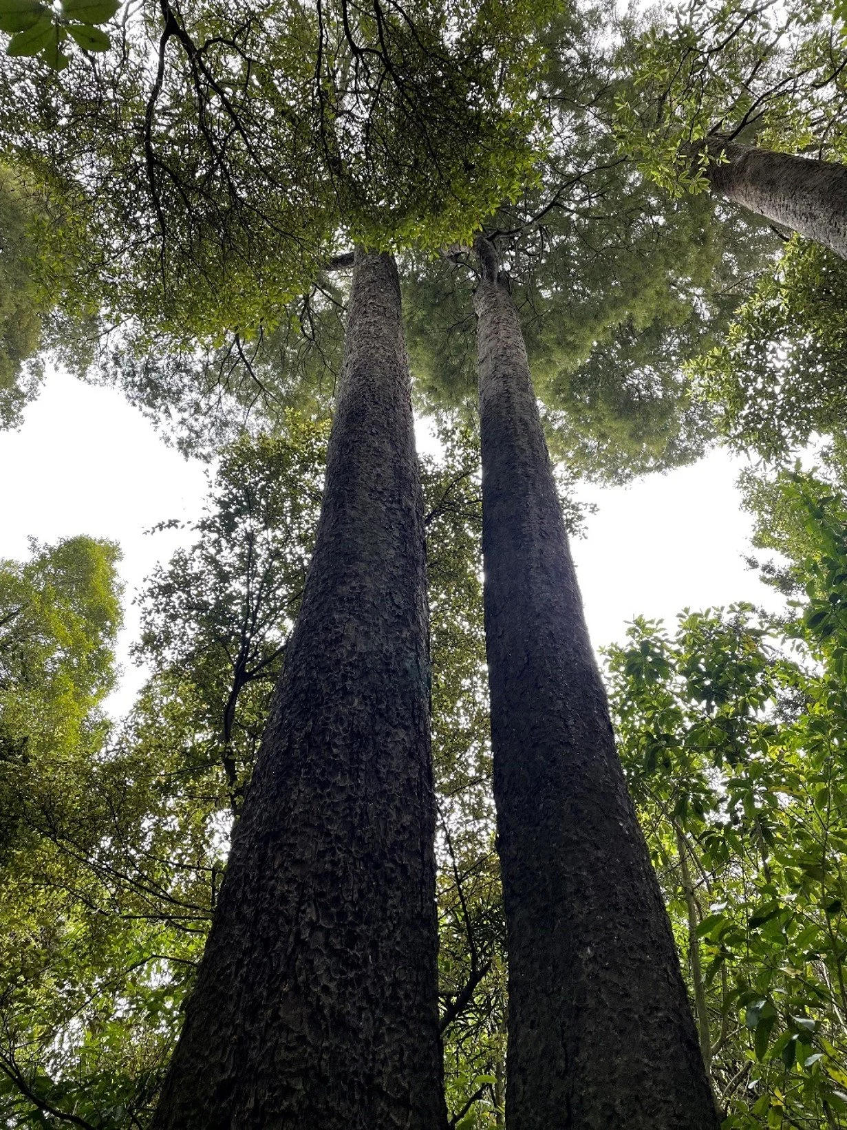Pūtarikamotu Riccarton Bush: Looking Beyond the Trees