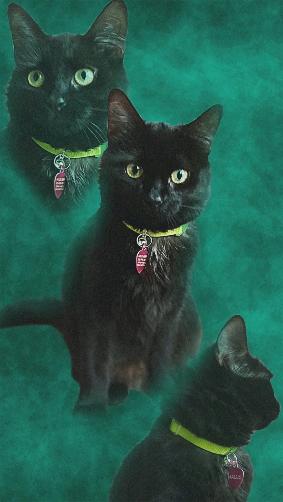 Green_Black_cat_Portrait.jpeg