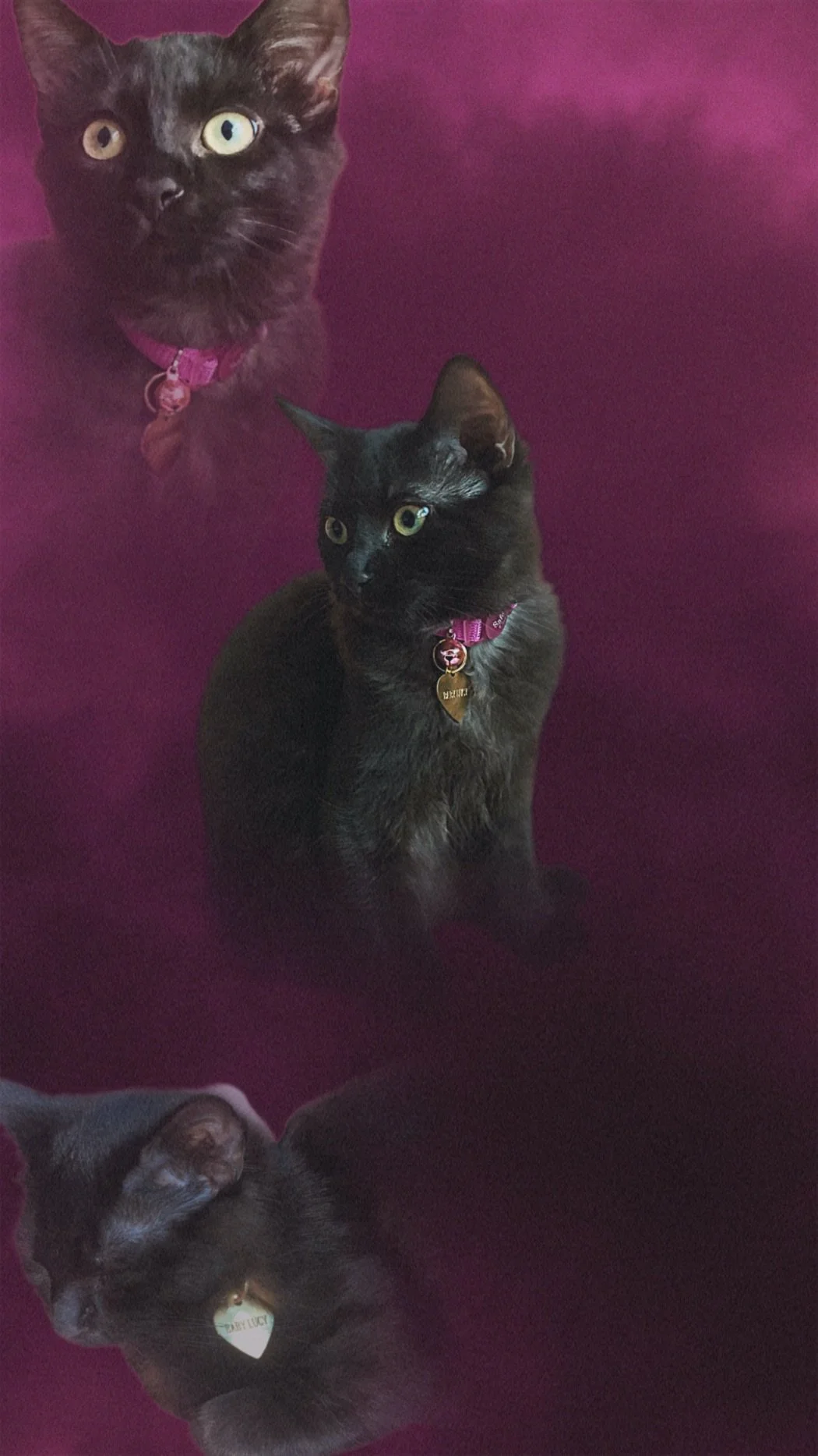 Maroon_Black_Cat.jpeg