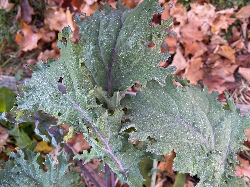 Kale in a garden