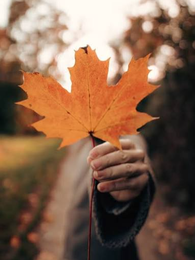 Pop-Up Class: Autumn to Winter Flow