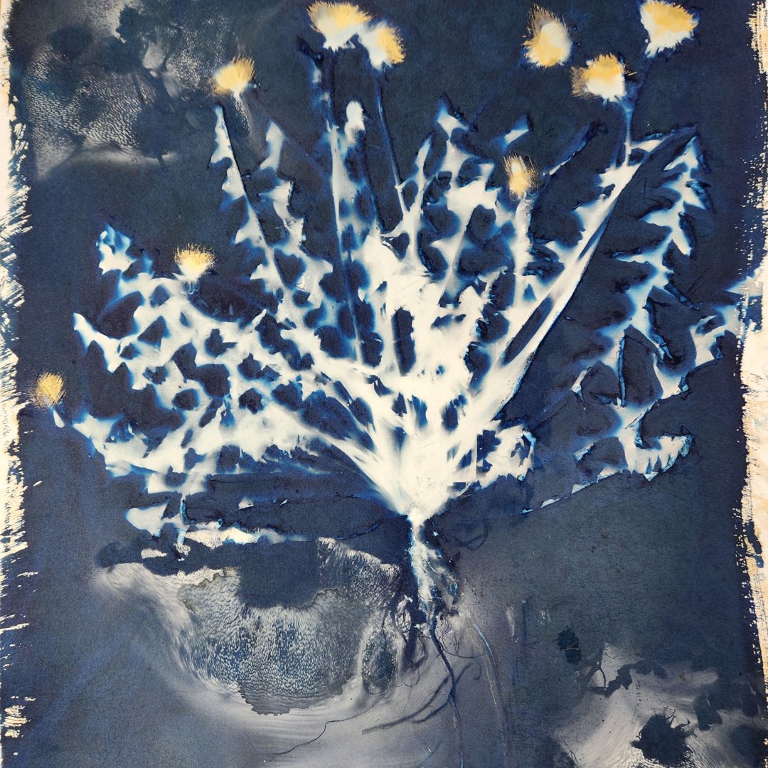 01_evers cyanotype IG.jpg