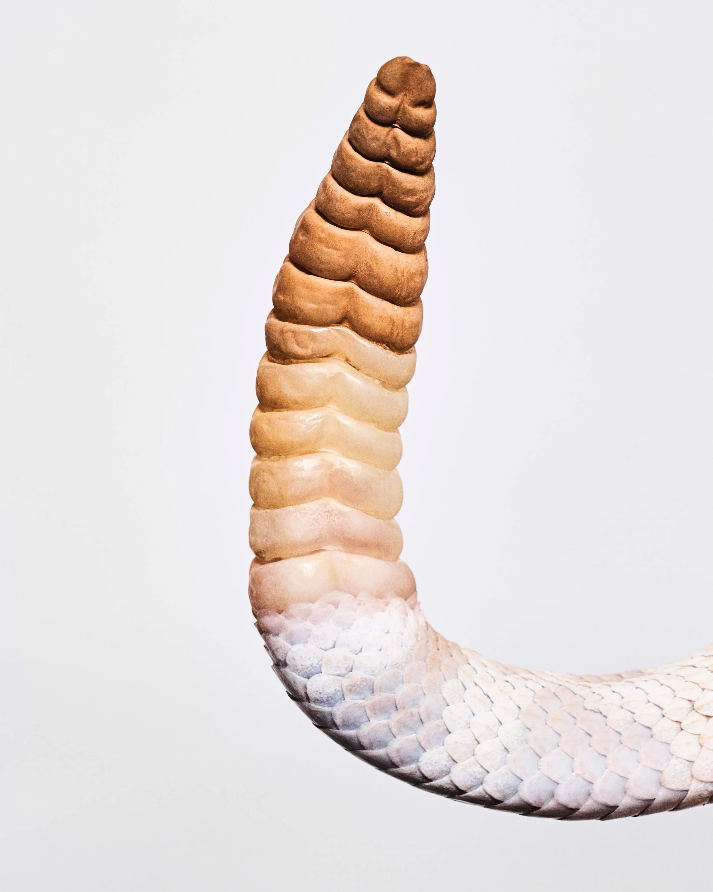 Albino Western Diamondback; Joshua Tree, CA (2020)