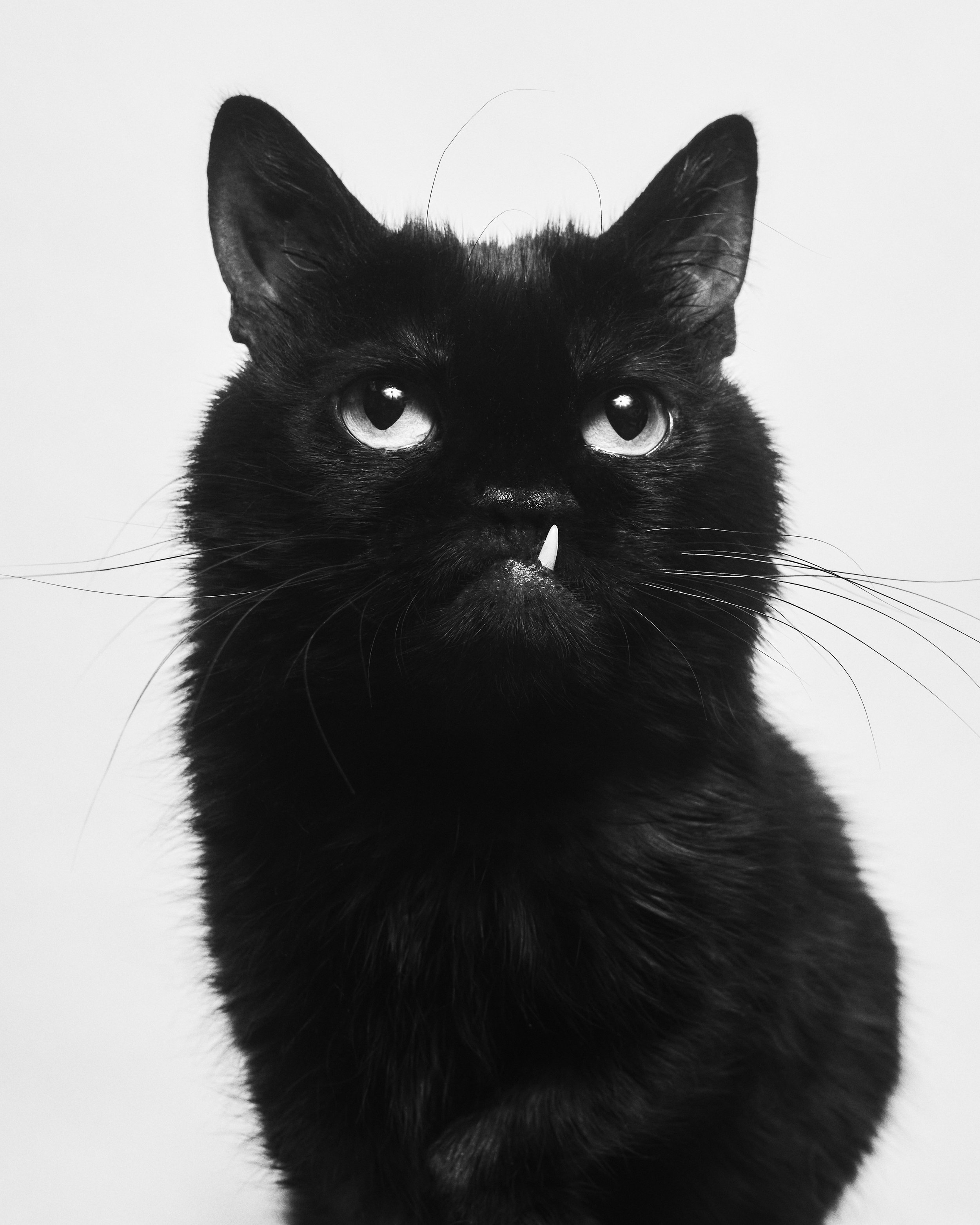 Ozzy; Charlotte, NC (2023)
