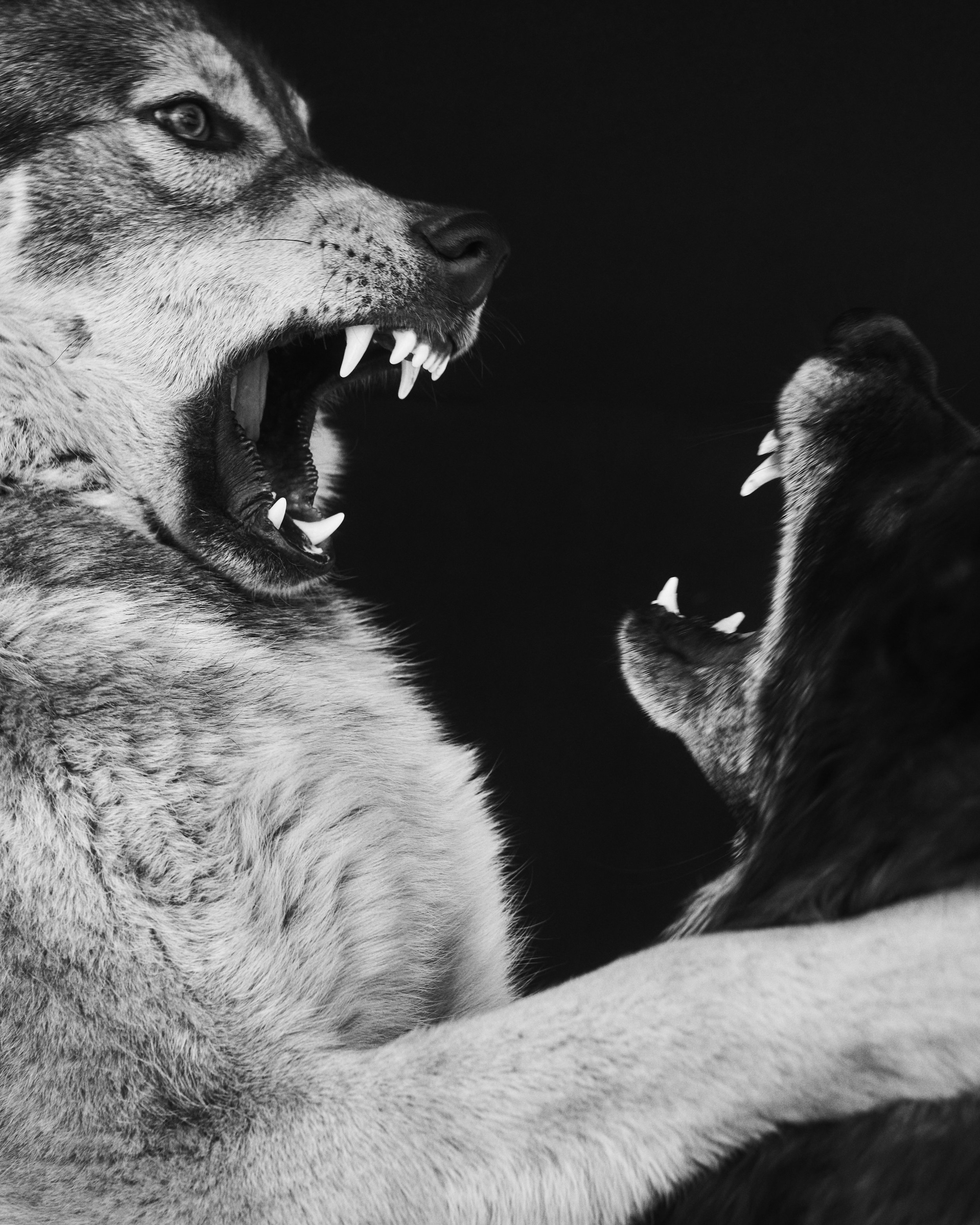 Wolves at Play; Wolf Connection, Palmdale, CA (2021)