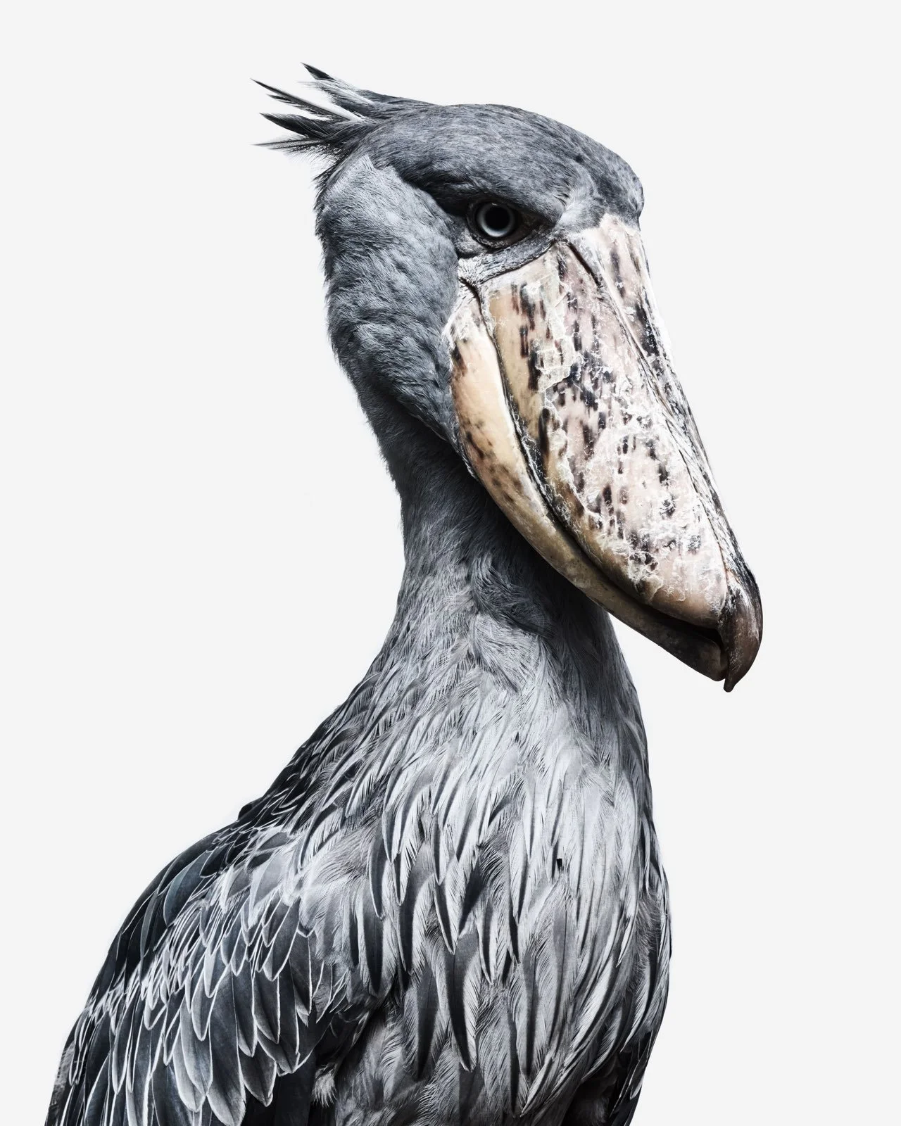 Male Shoebill Stork; Dallas, TX (2021)