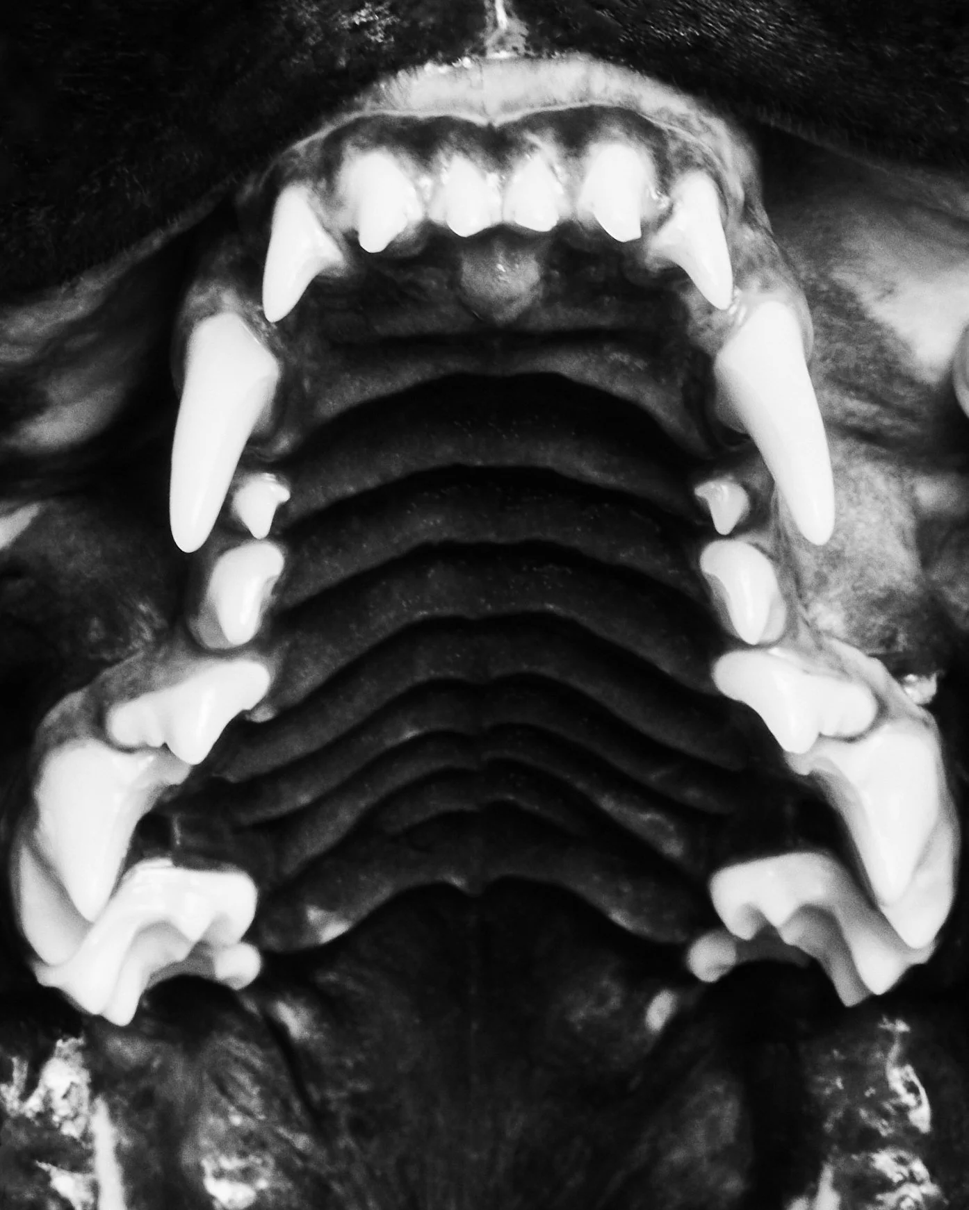Lincoln’s Chompers; Montecito Heights, CA (2022)