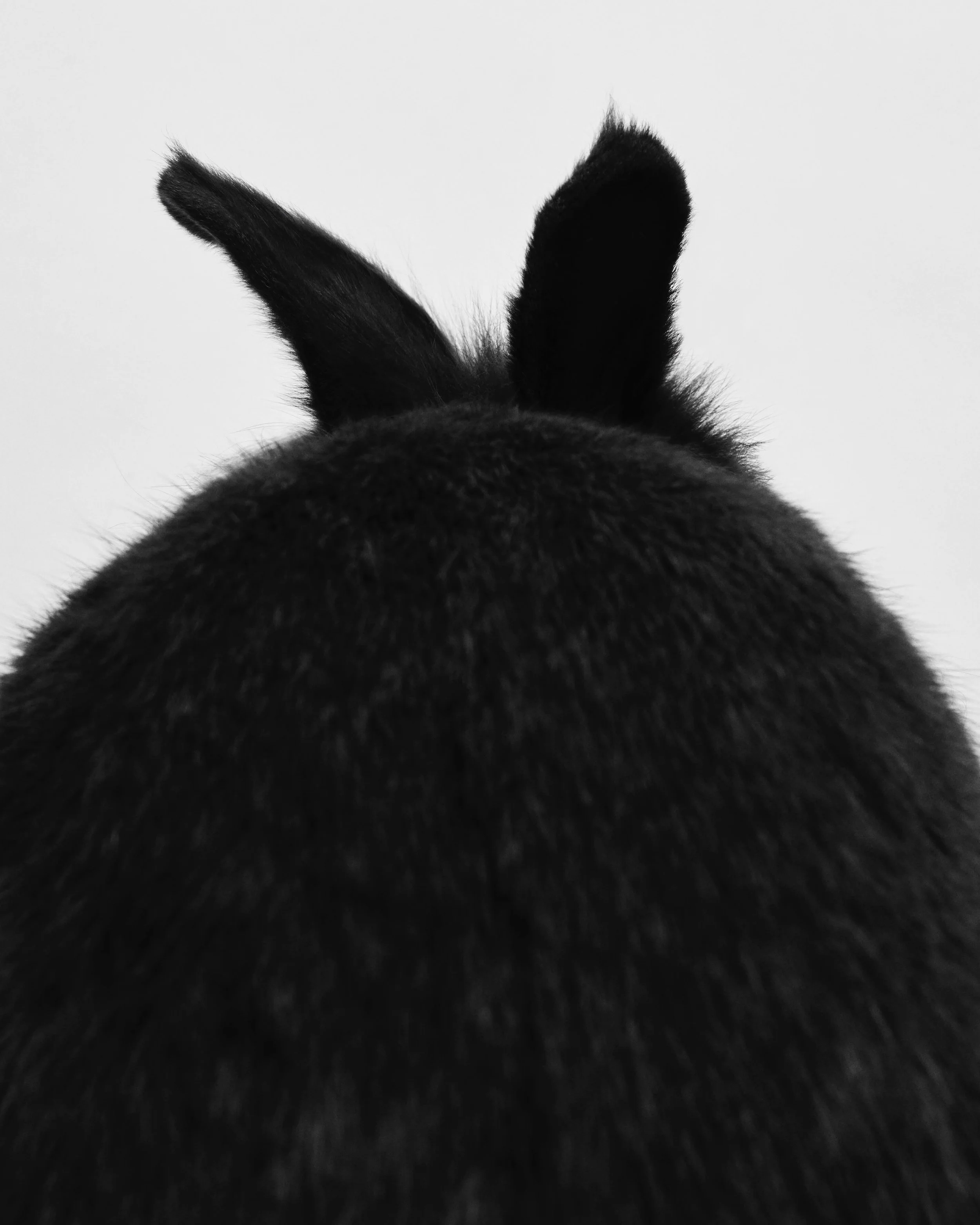 Birdie, Rabbit; Los Angeles, CA (2021)