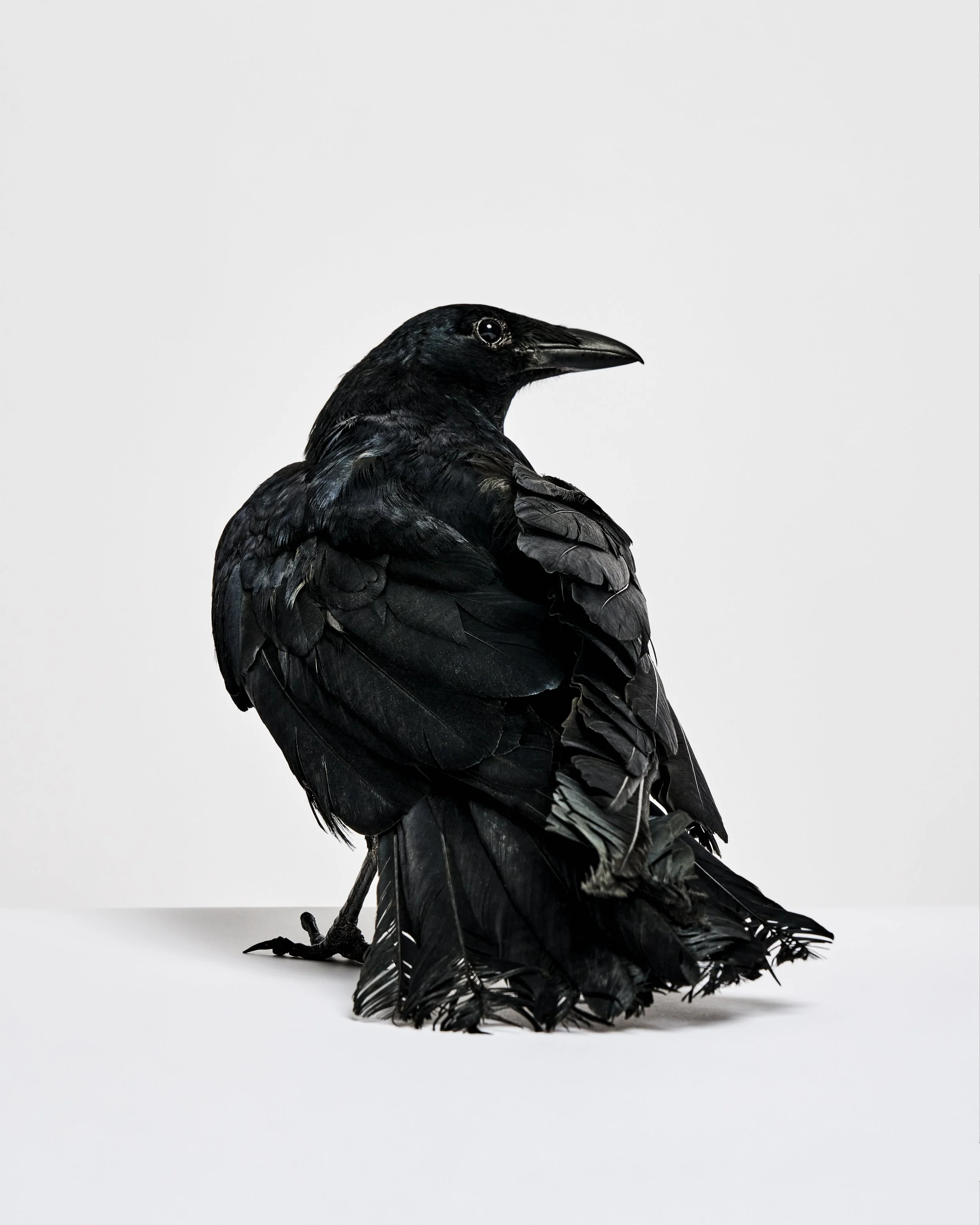 Poe, Crow; Sweetbriar Nature Center, Long Island, NY (2023)