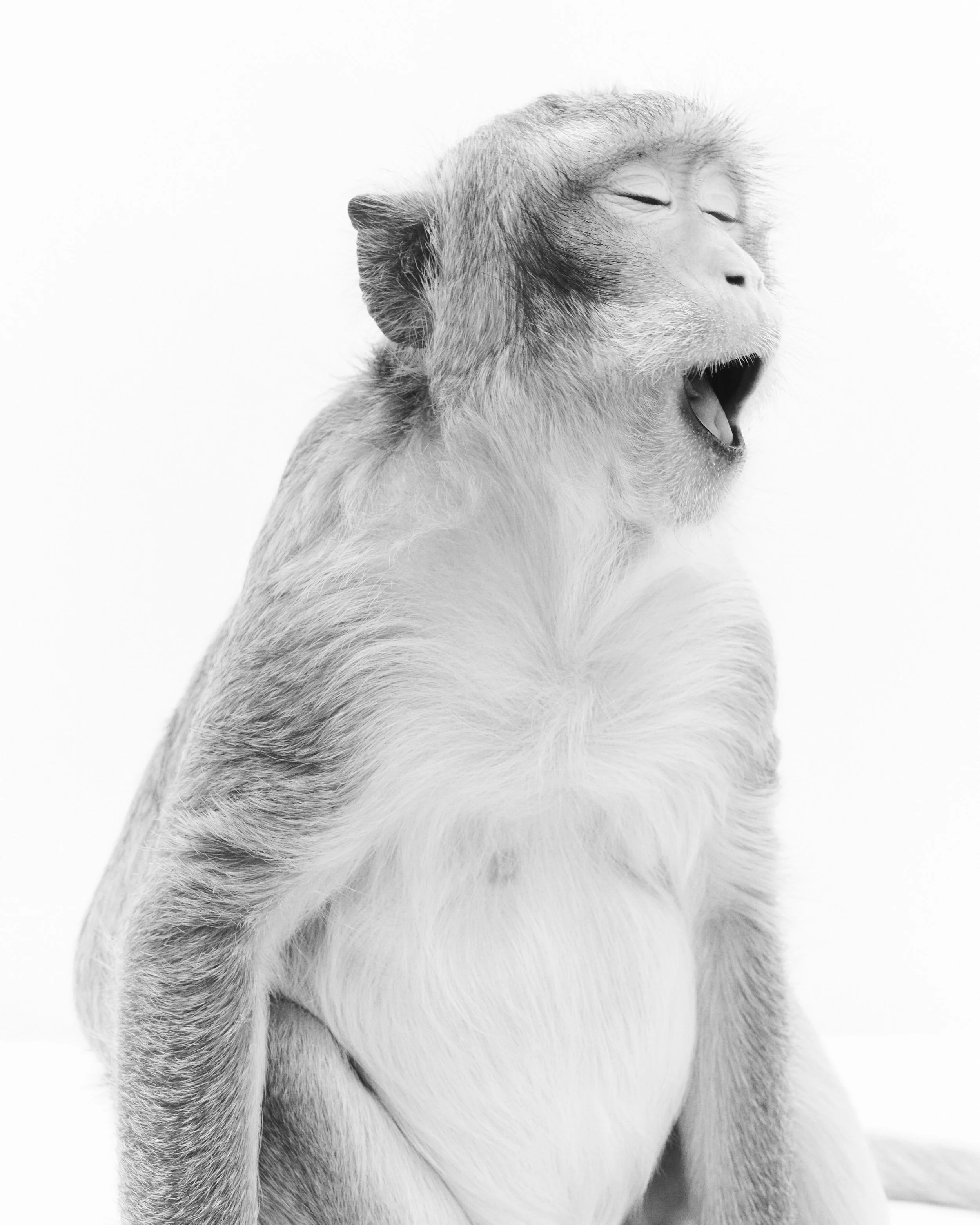 Bindi, Crab-Eating Macaque; Animal Tracks, Agua Dulce, CA (2025)