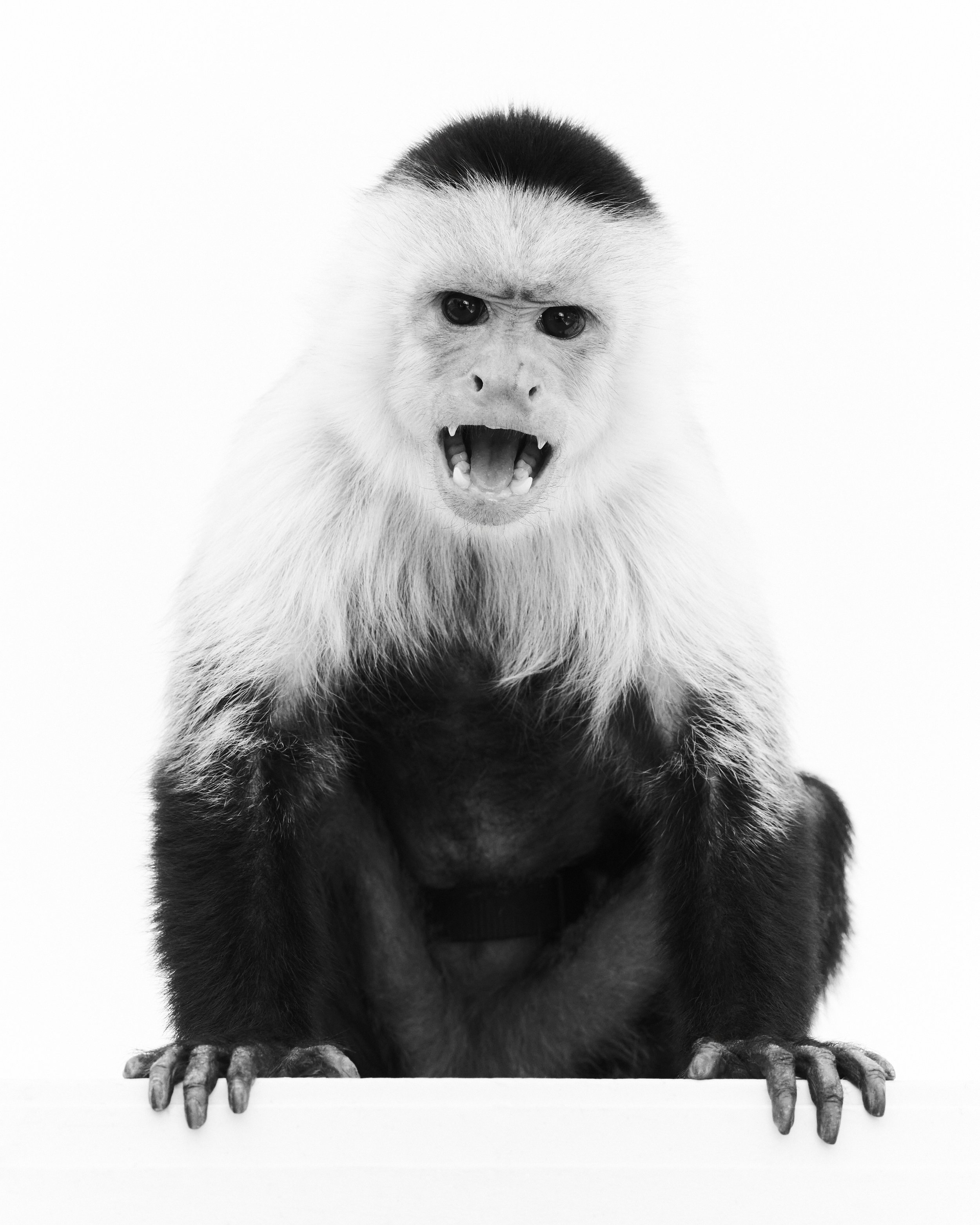 Bailey, White-Faced Capuchin; Animal Tracks, Agua Dulce, CA (2025)