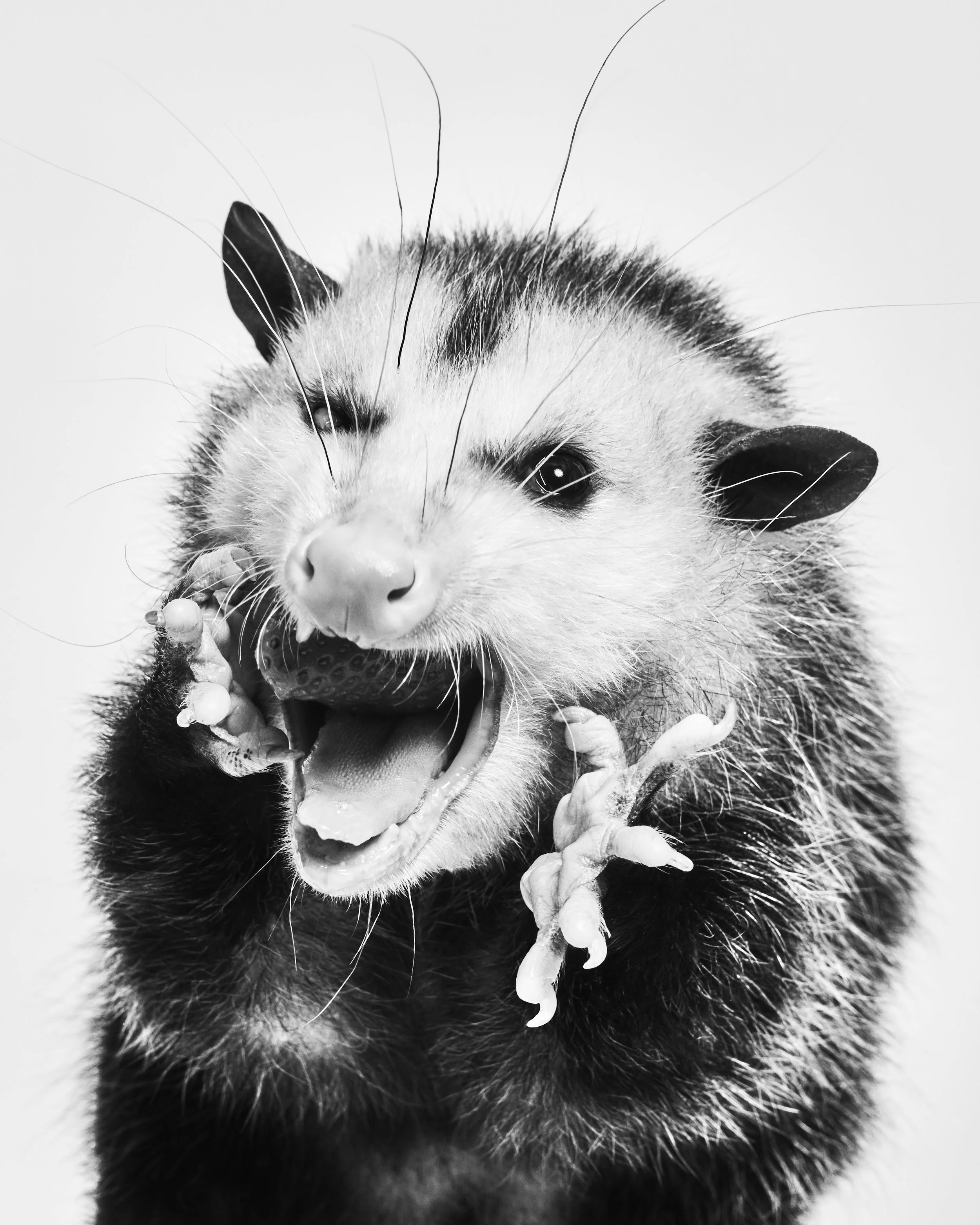 Basil, Possum; Holifield Science Center, Plano, TX (2022)