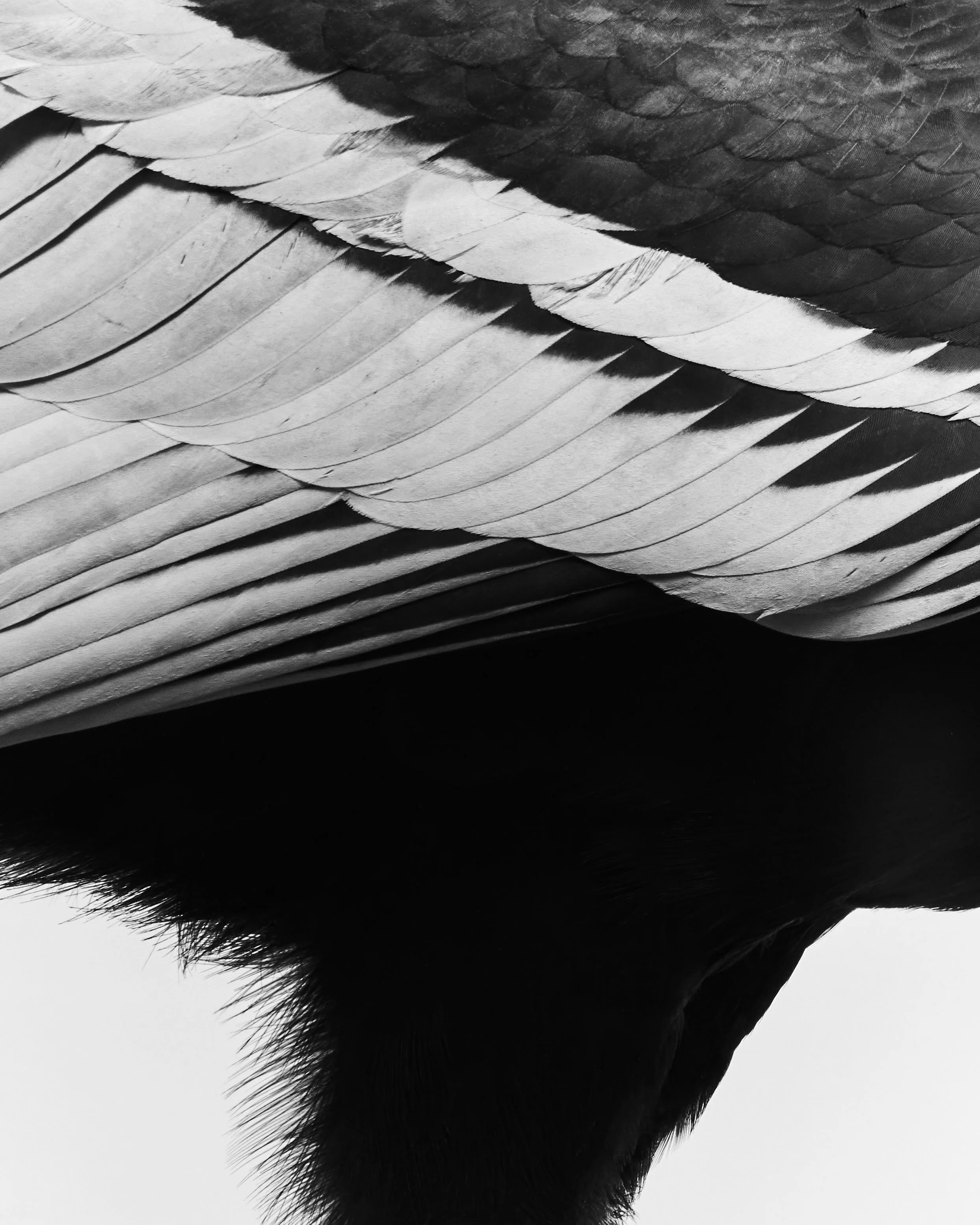 Suyana, Andean Condor; Avian Welfare, Escondido, CA (2025)