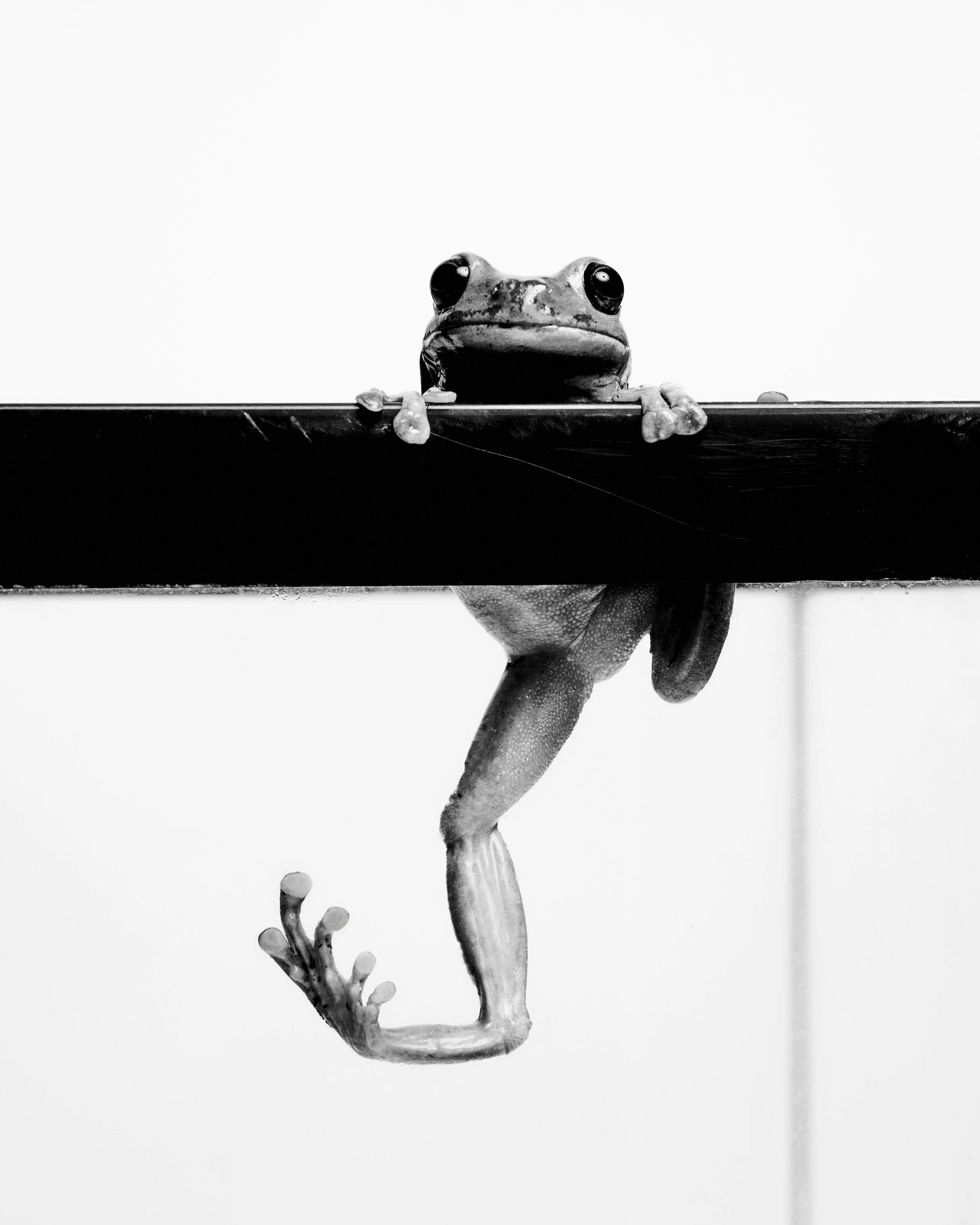 Smiley, White’s Tree Frog, Sweetbriar Nature Center, Long Island, NY (2023)