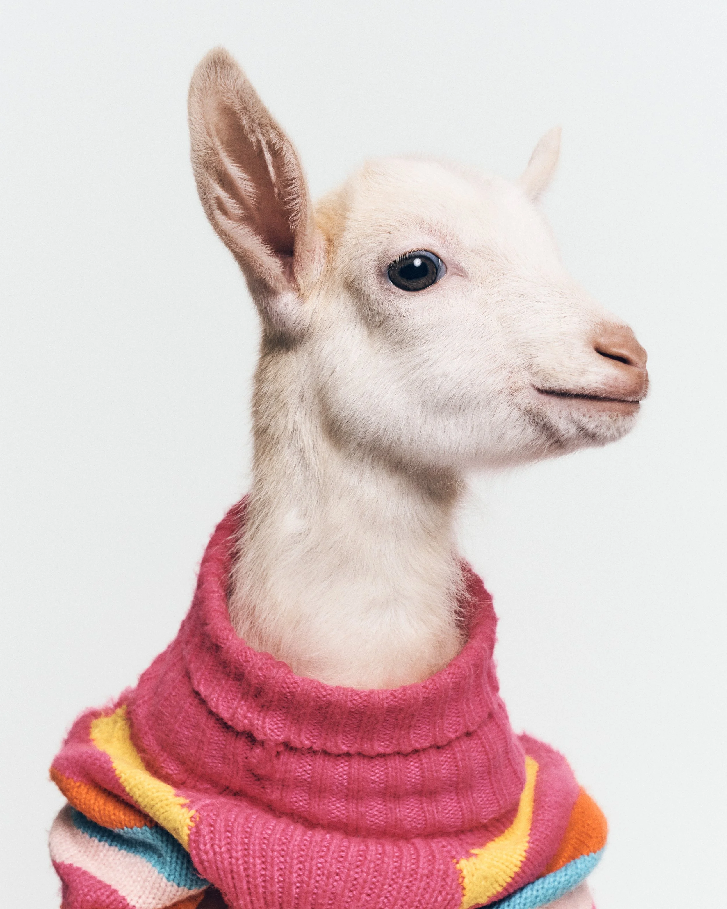 Donna May, Goat; Love Always Animal Sanctuary, Sun Valley CA (2025)