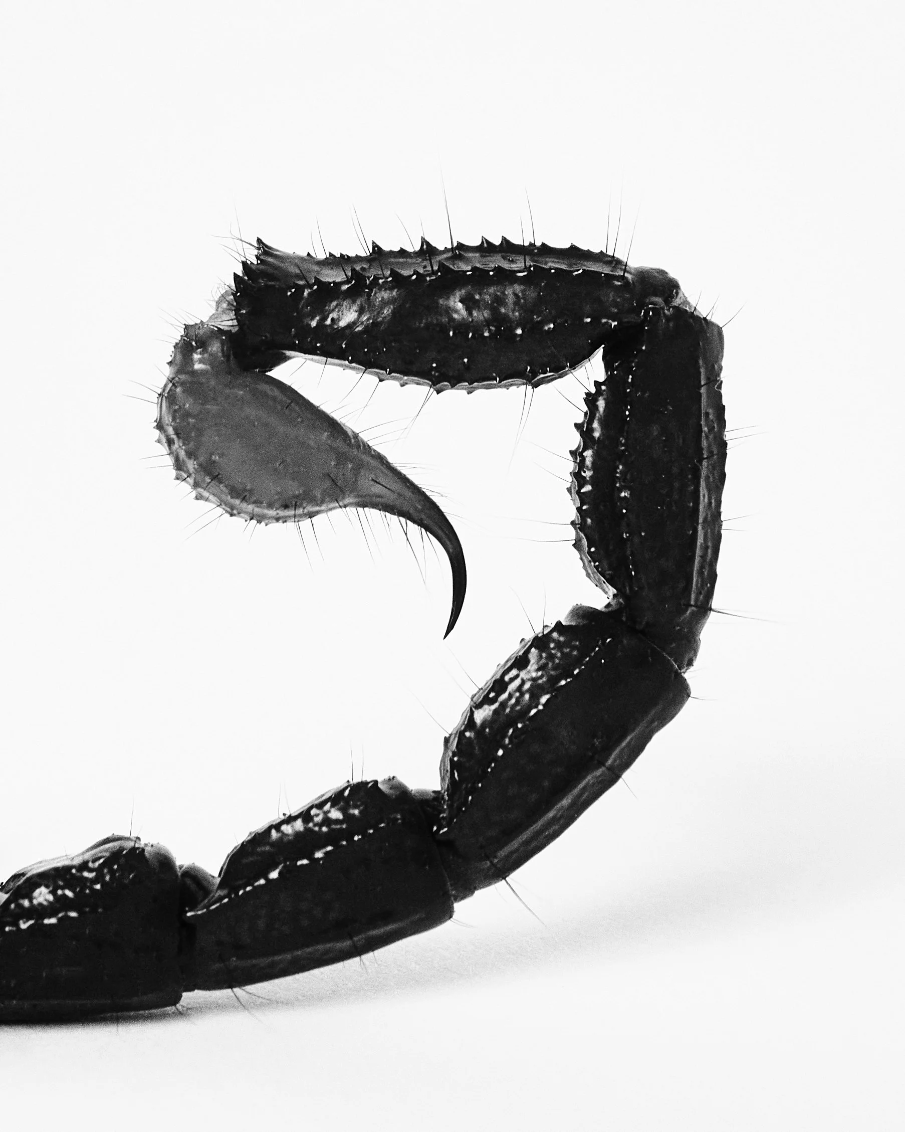 Scorpion Tail; Natural History Museum, Los Angeles, CA (2023)