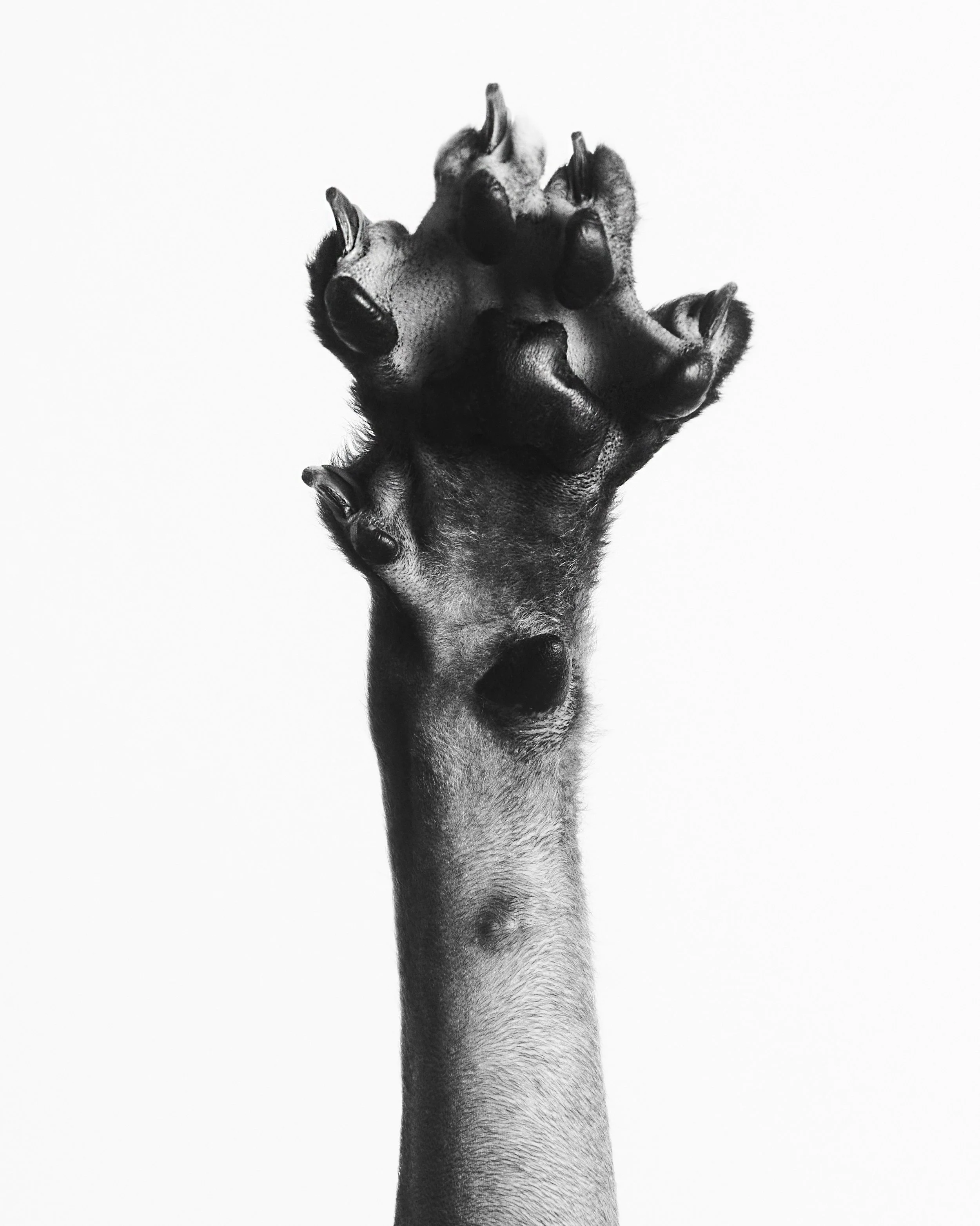 Yin Yang’s Toe Beans, Sphynx Cat; Los Angeles, CA (2022)