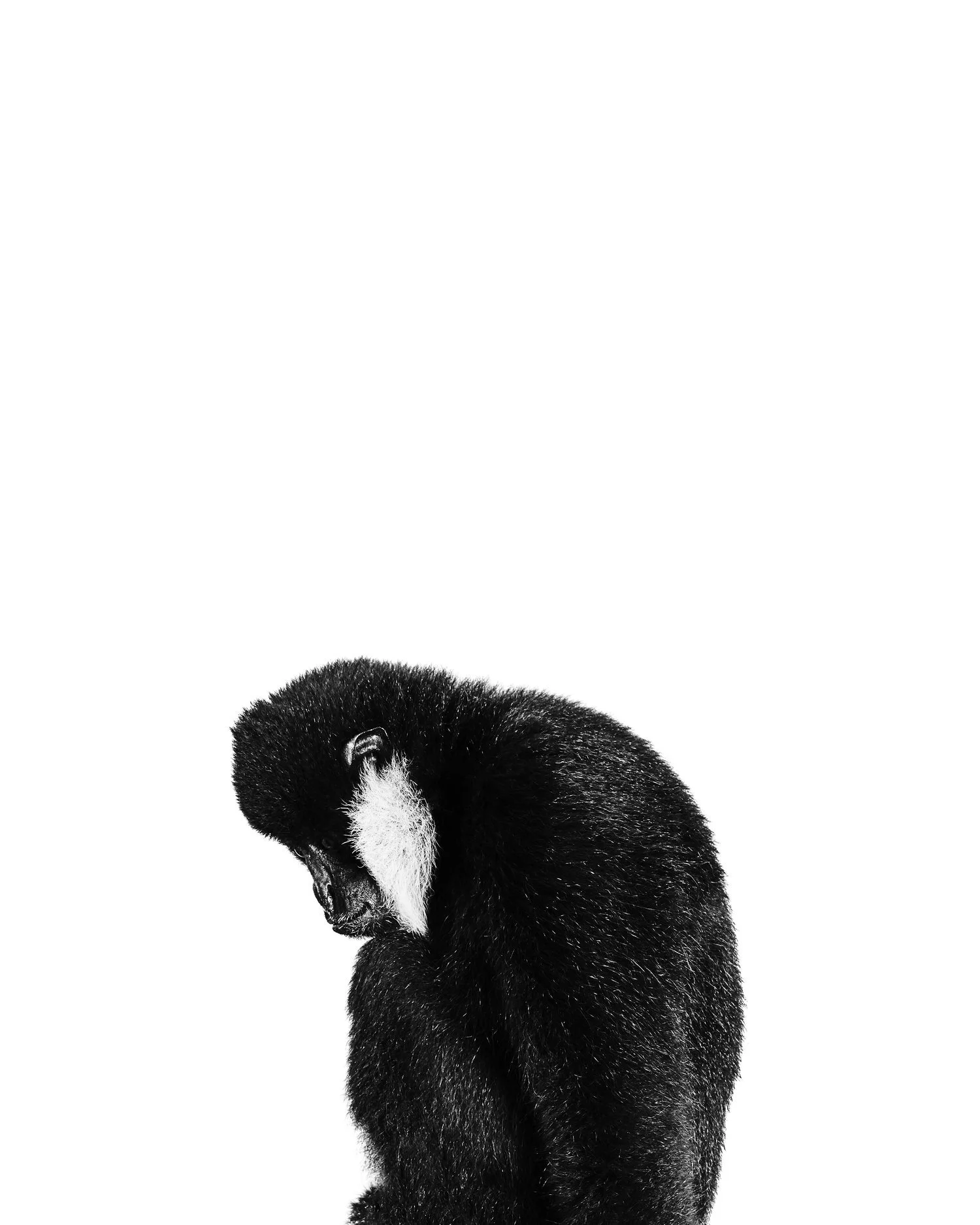 Vok, Northern White-Cheeked Gibbon; Gibbon Conservation Center, Santa Clarita, CA (2019)