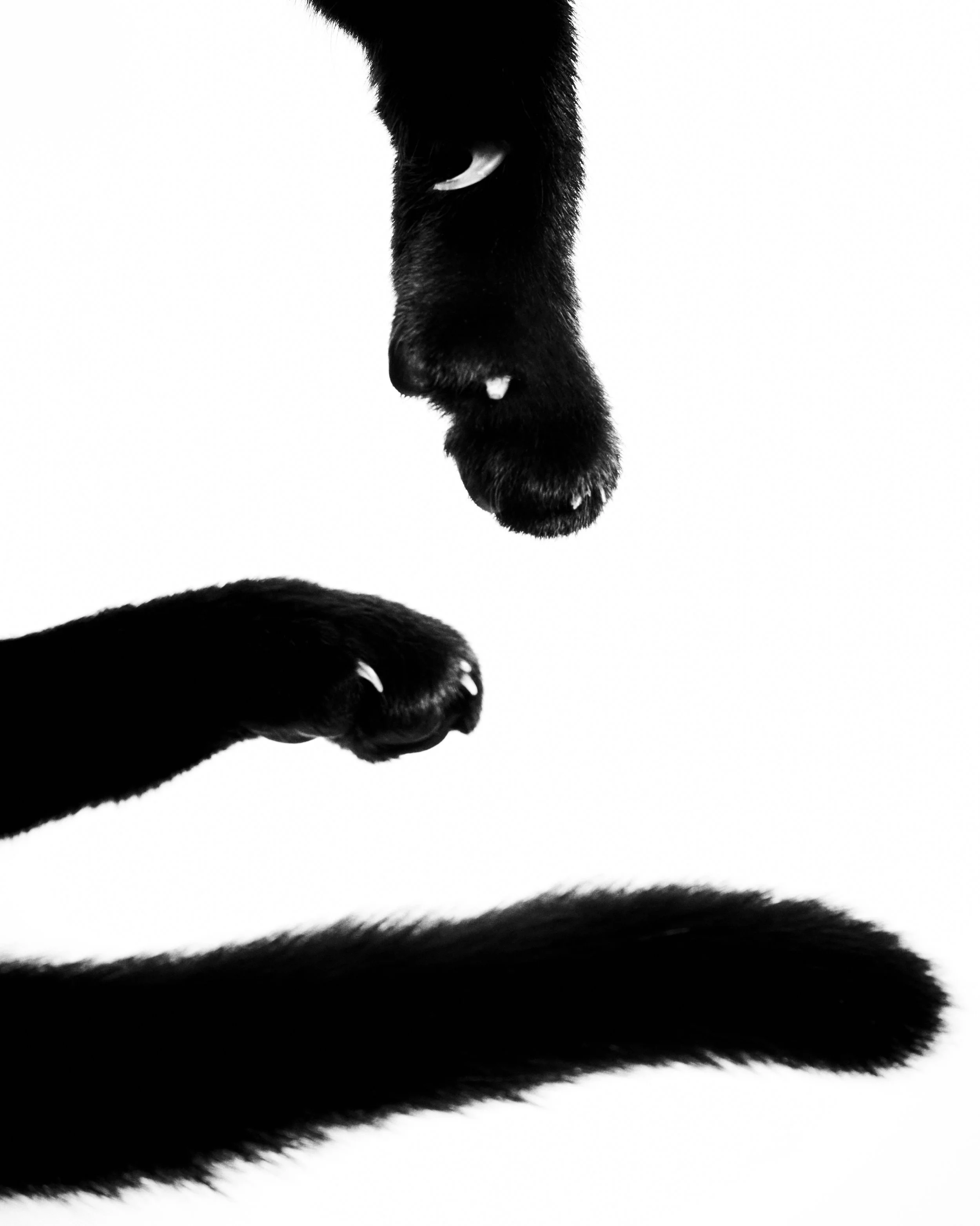 Natasha’s Paws and Tail; Charlotte, NC (2023)