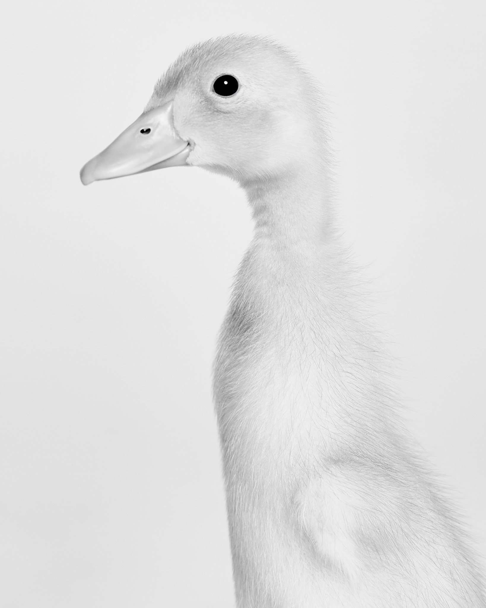 Uku, Duckling; Love Always Sanctuary, Sun Valley, CA (2018) (Copy)