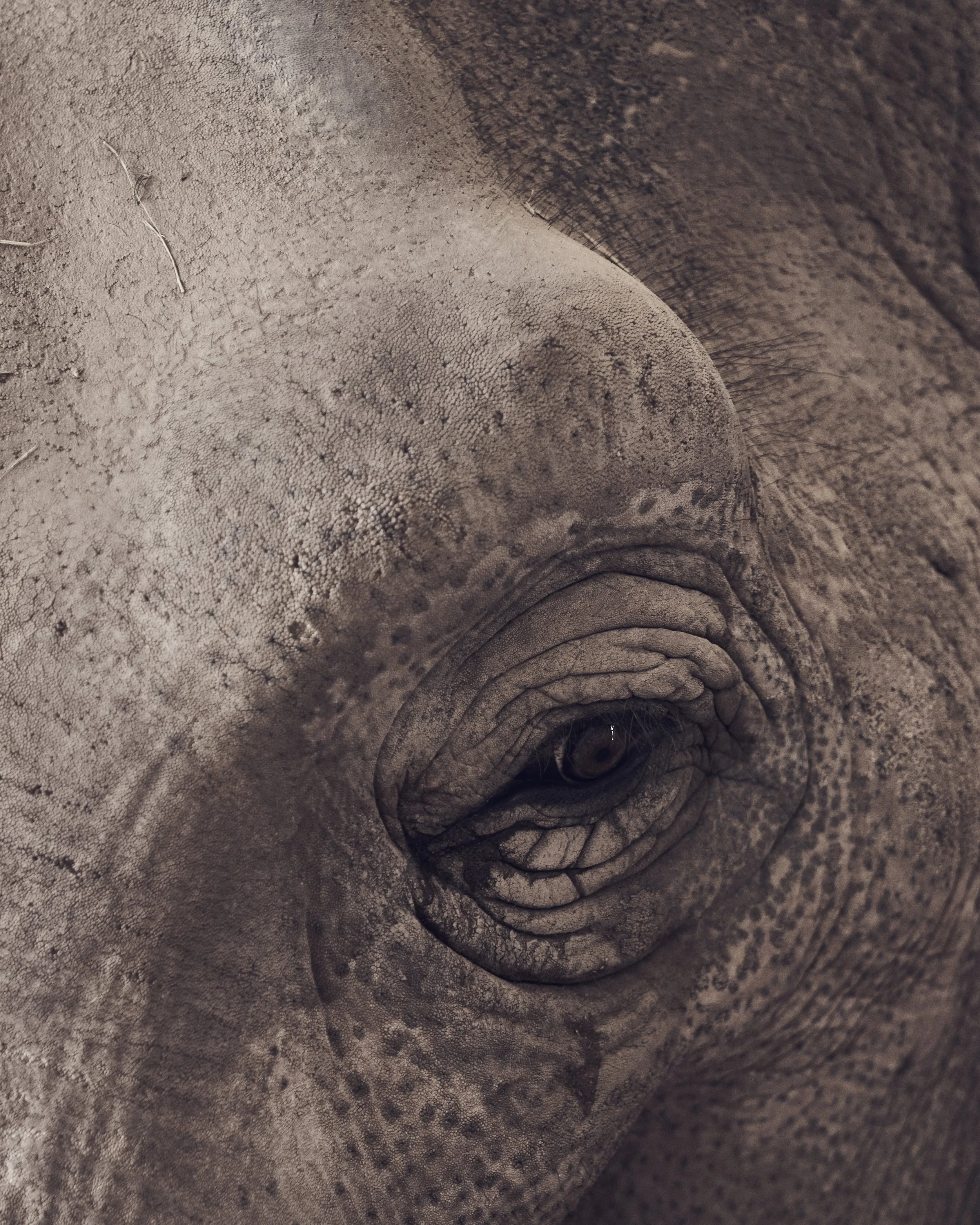 Elephant Eye; Performing Animal Welfare Society, Galt, CA (2021)