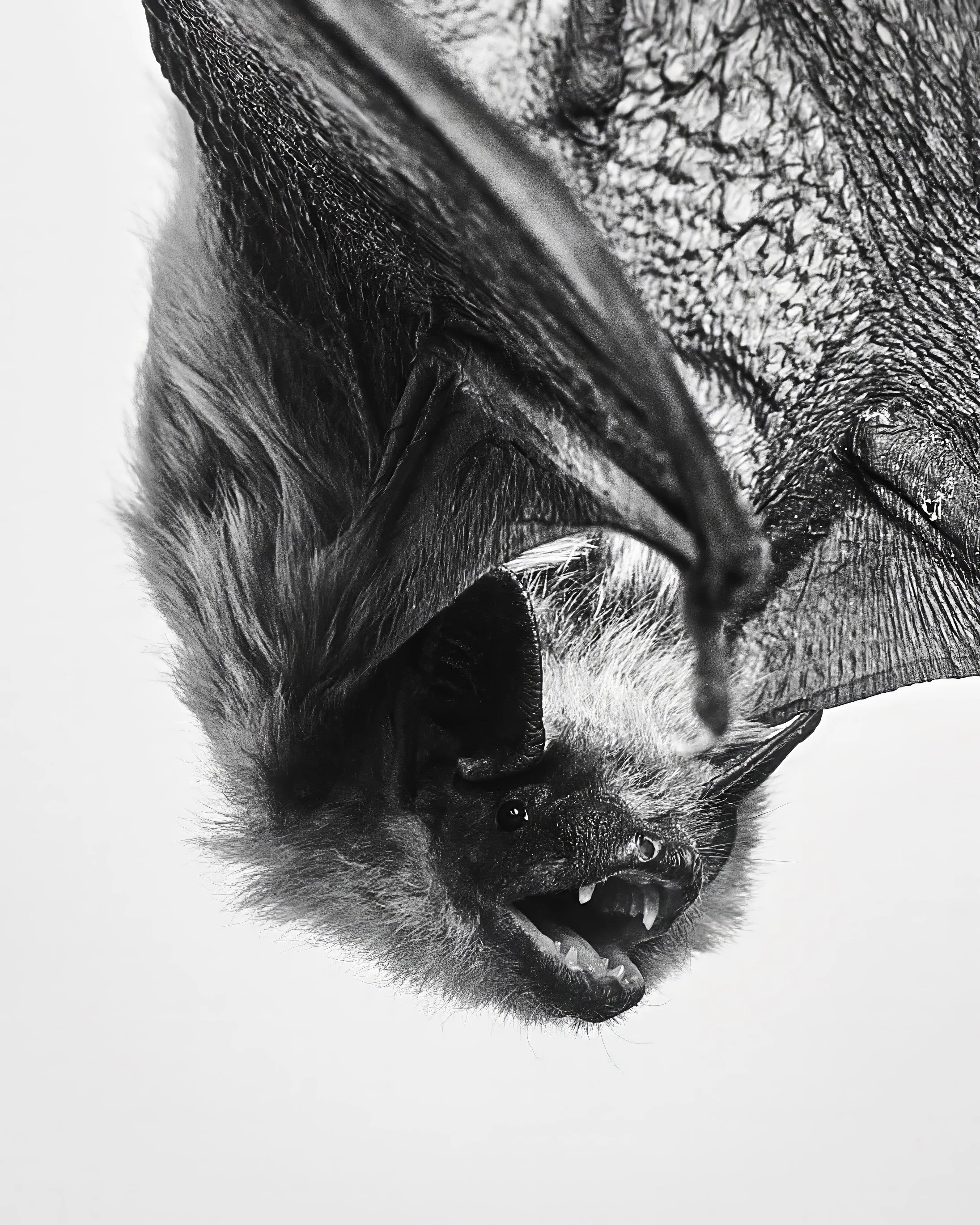 Big Brown Bat; Hamilton, ON (2022)