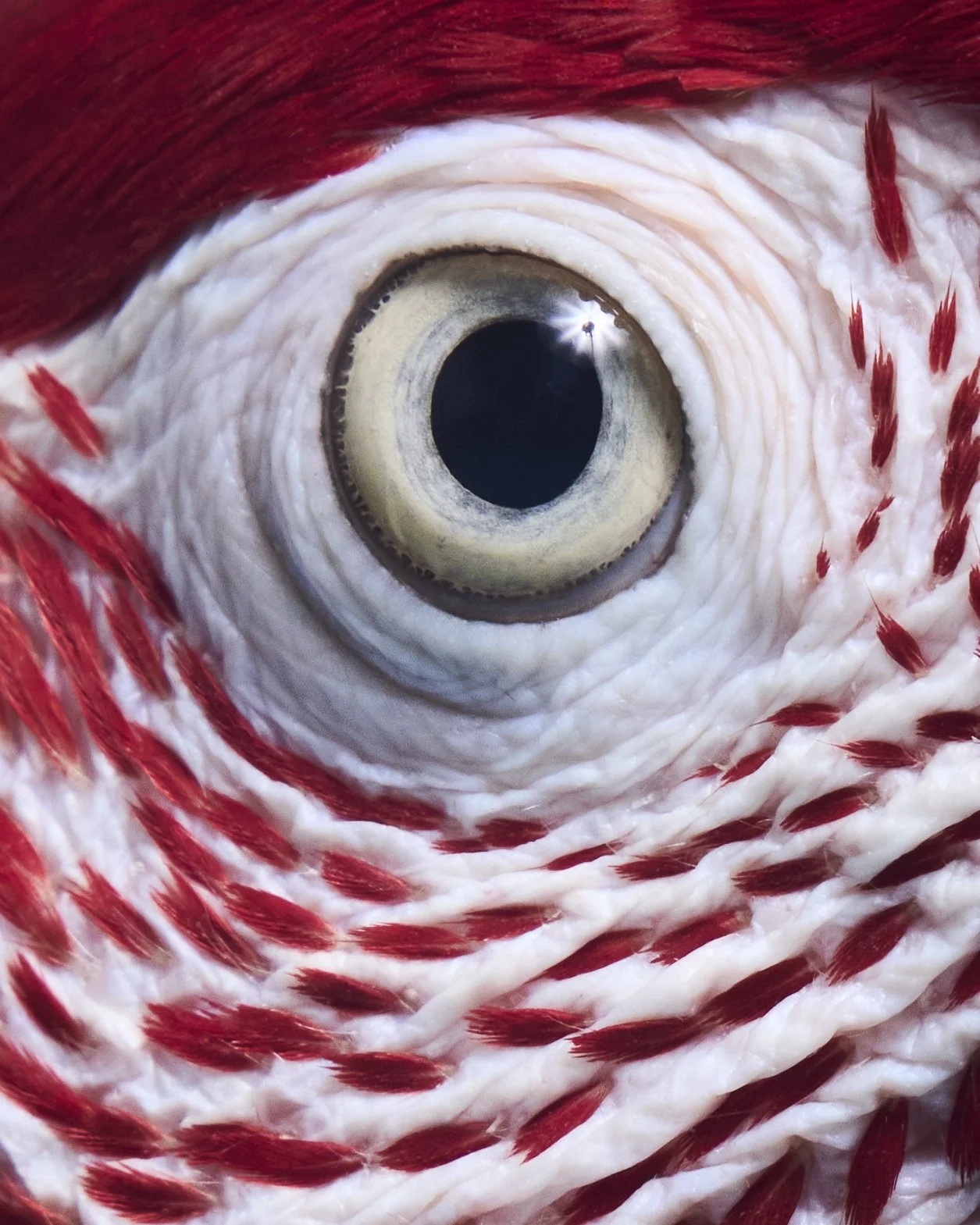 Foster Parrots, Hope Valley, RI (2021)