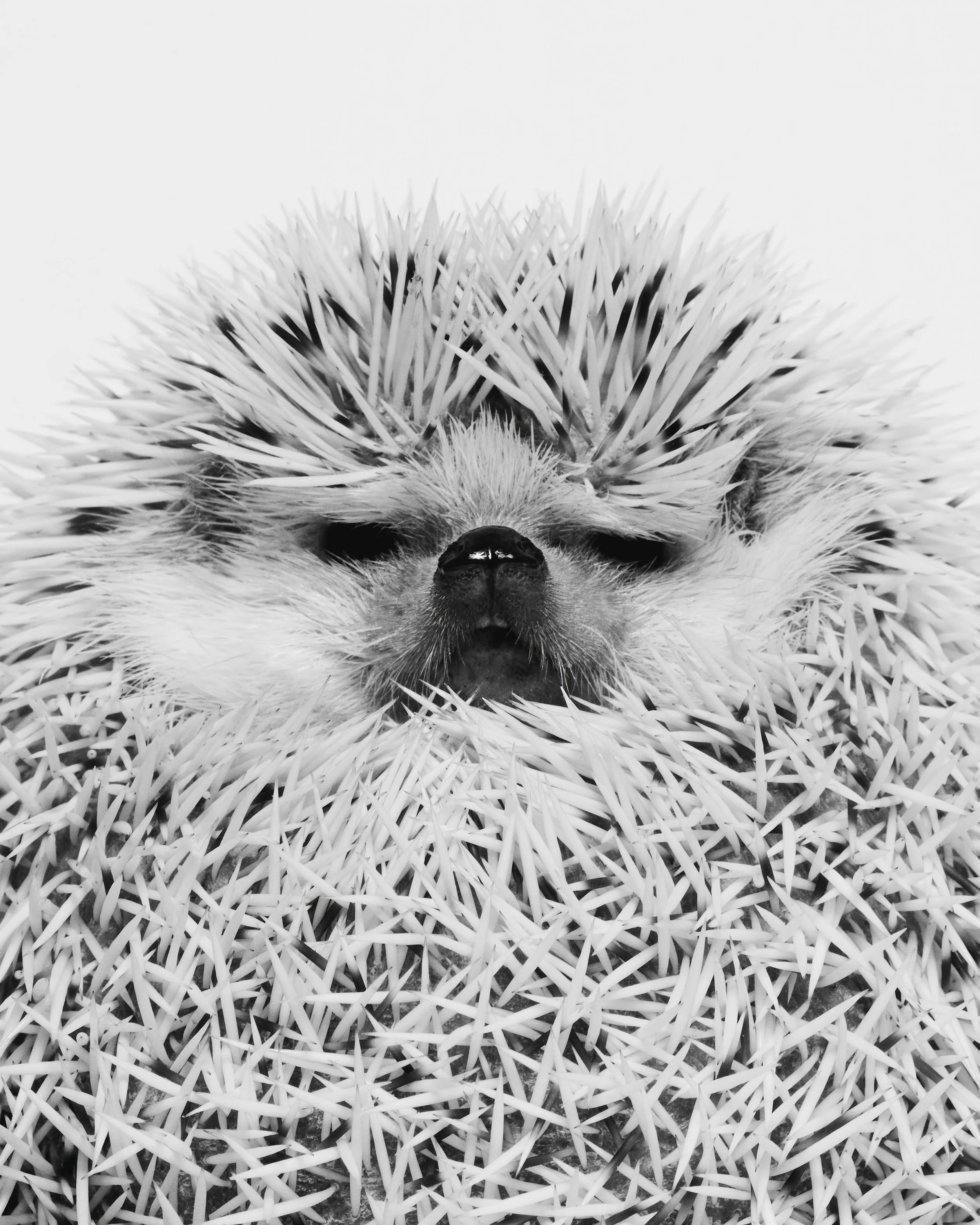 Sam, Hedgehog; Hannigan Hedgehog HQ, Chicago, IL (2021)