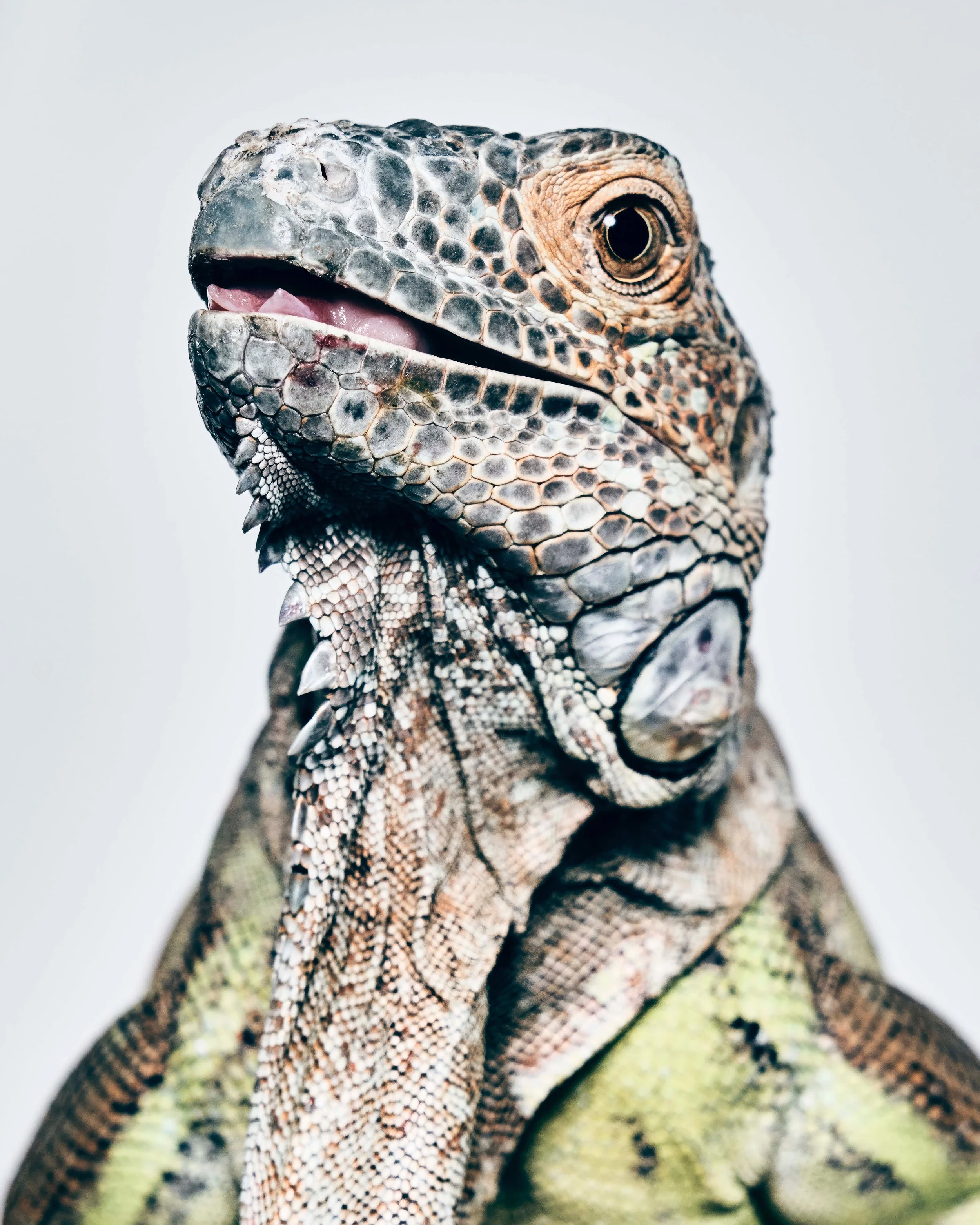 Baby, Female Green Iguana; Yucca Valley, CA (2020)