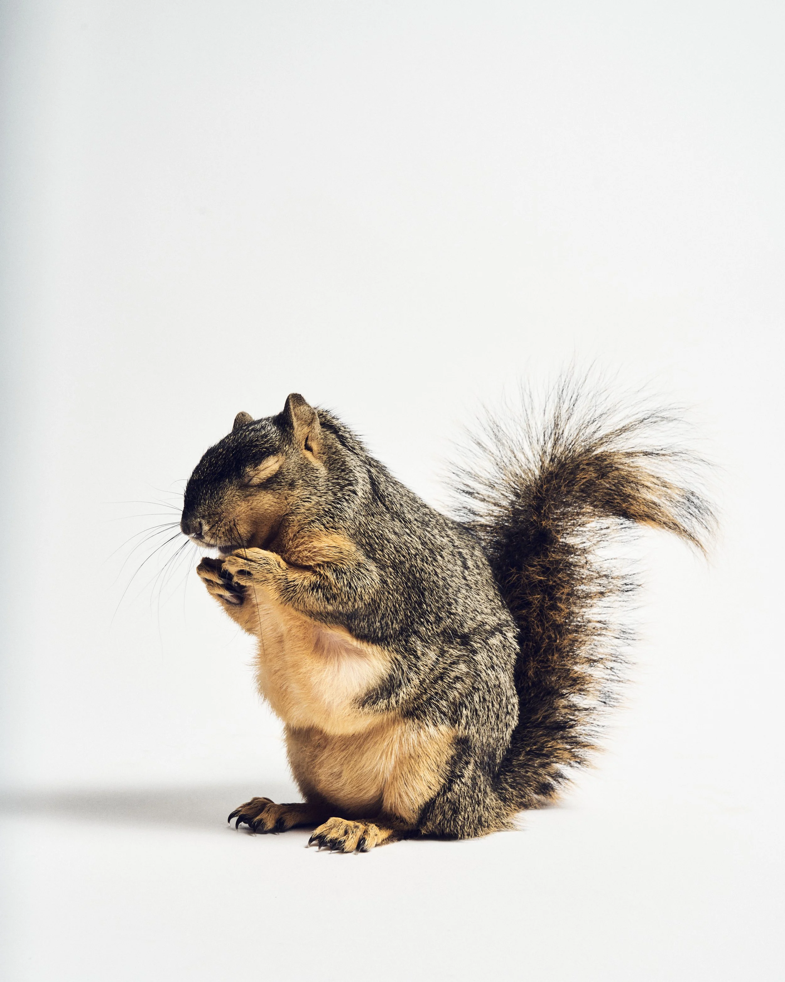 Zuzu, Squirrel, Holifield Science Center; Plano, TX (2024)