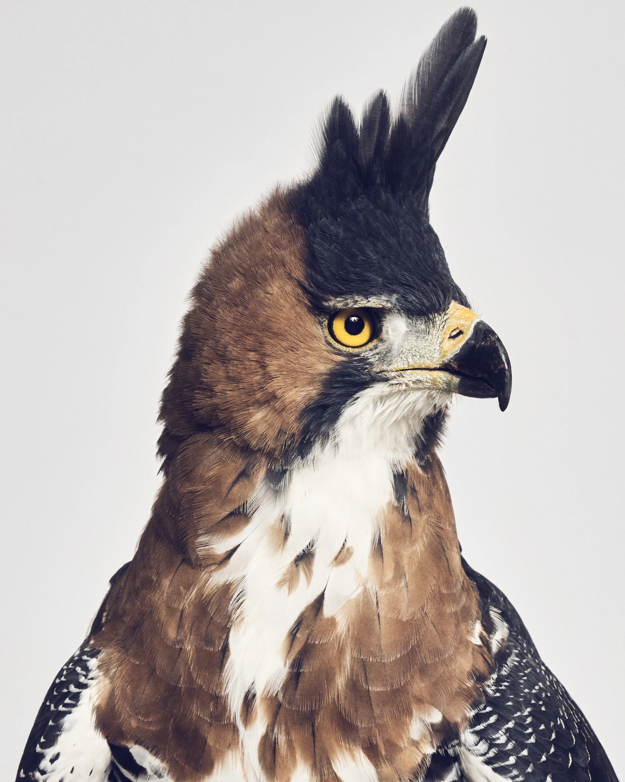 Ornate Hawk Eagle, Left; Avian Behavior, Escondido, CA (2022)