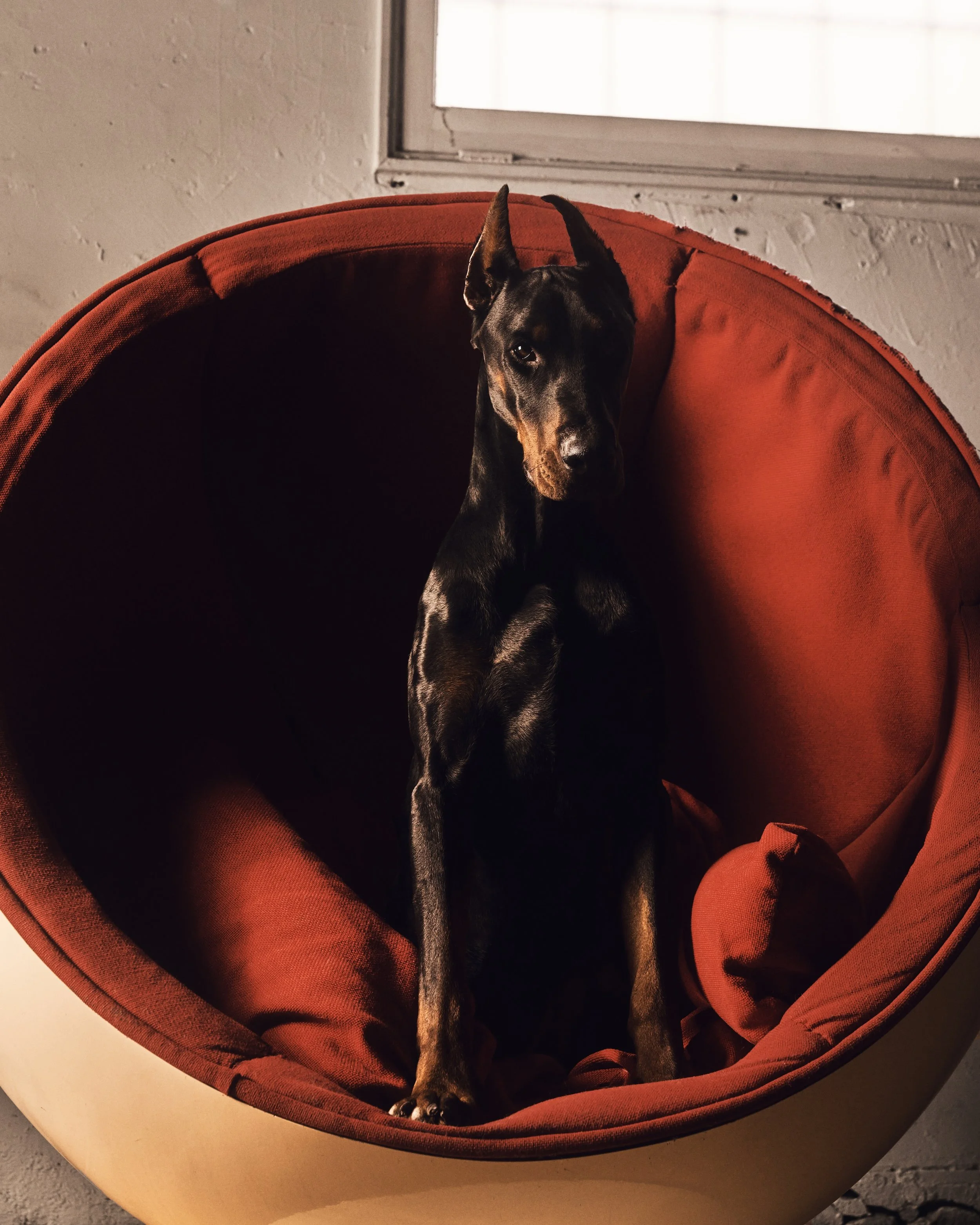 Seated Doberman; Los Angeles, CA (2022)