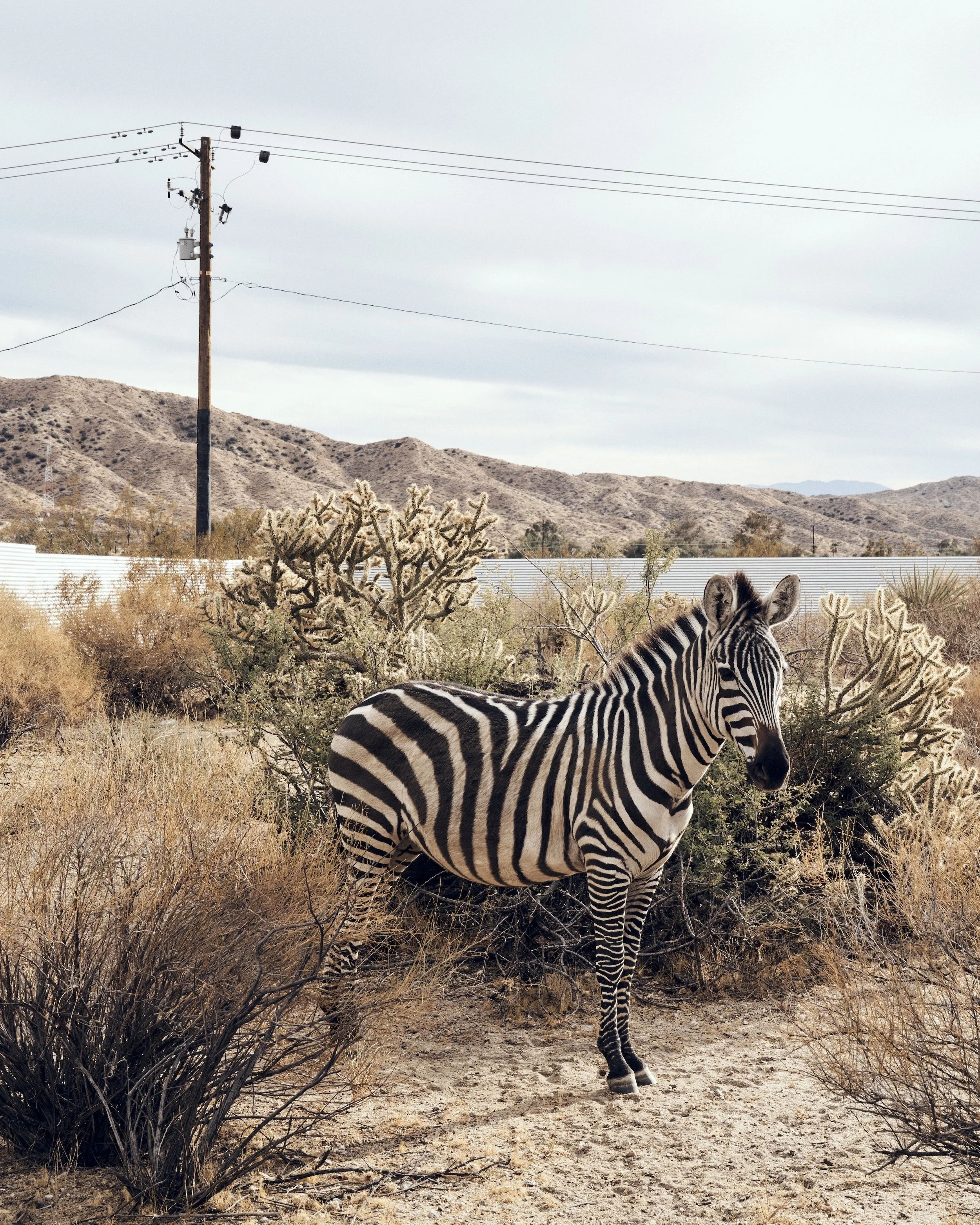 Rubs, Zebra; Kaleidoscope Desert, Joshua Tree, CA (2025)
