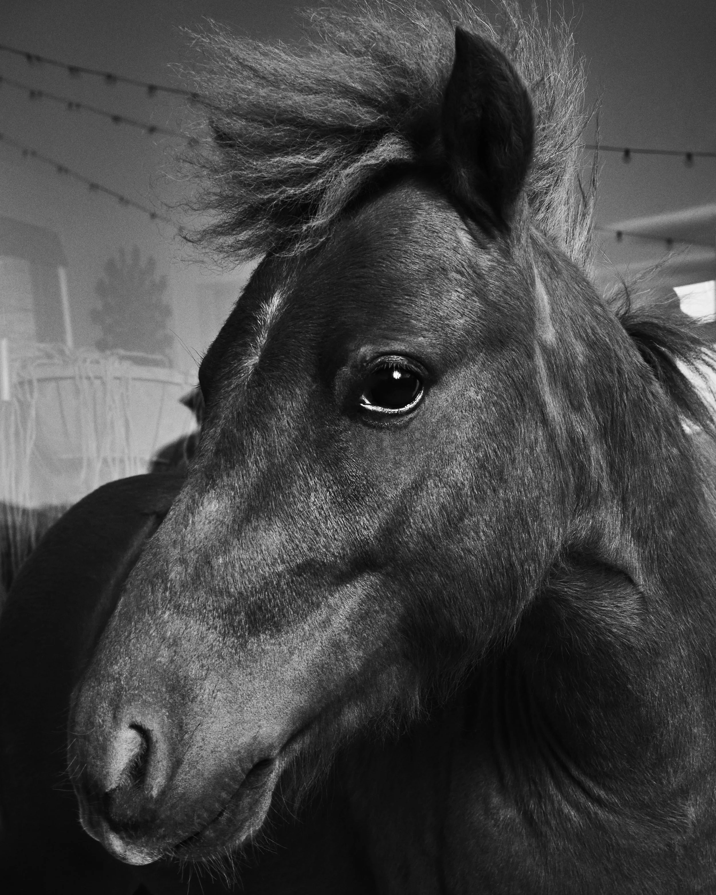 Tiny Horse; Kaleidoscope Desert, Joshua Tree, CA (2024)