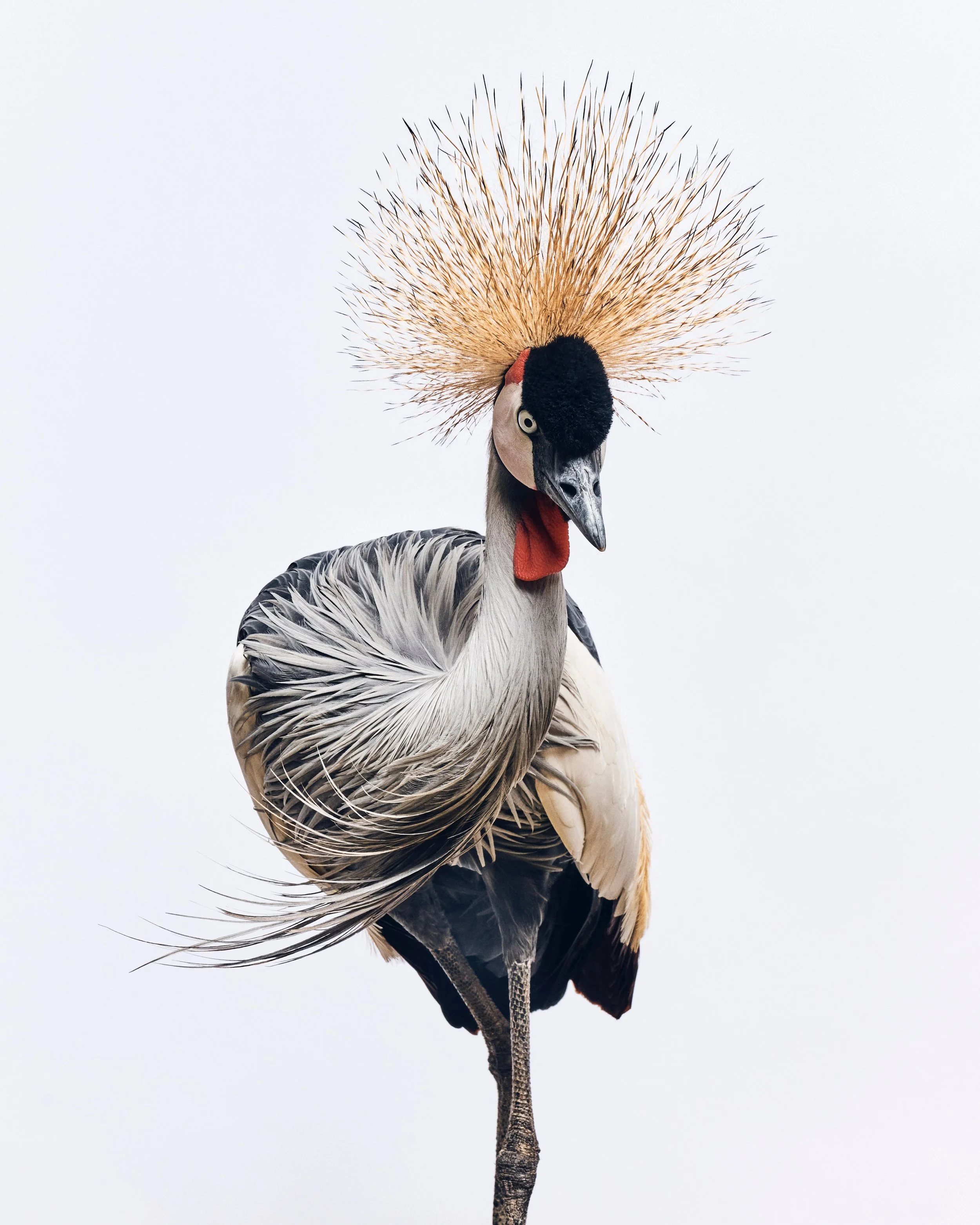 Teacup, Grey-Crowned Crane, Front; Avian Behavior, Escondido, CA (2025)