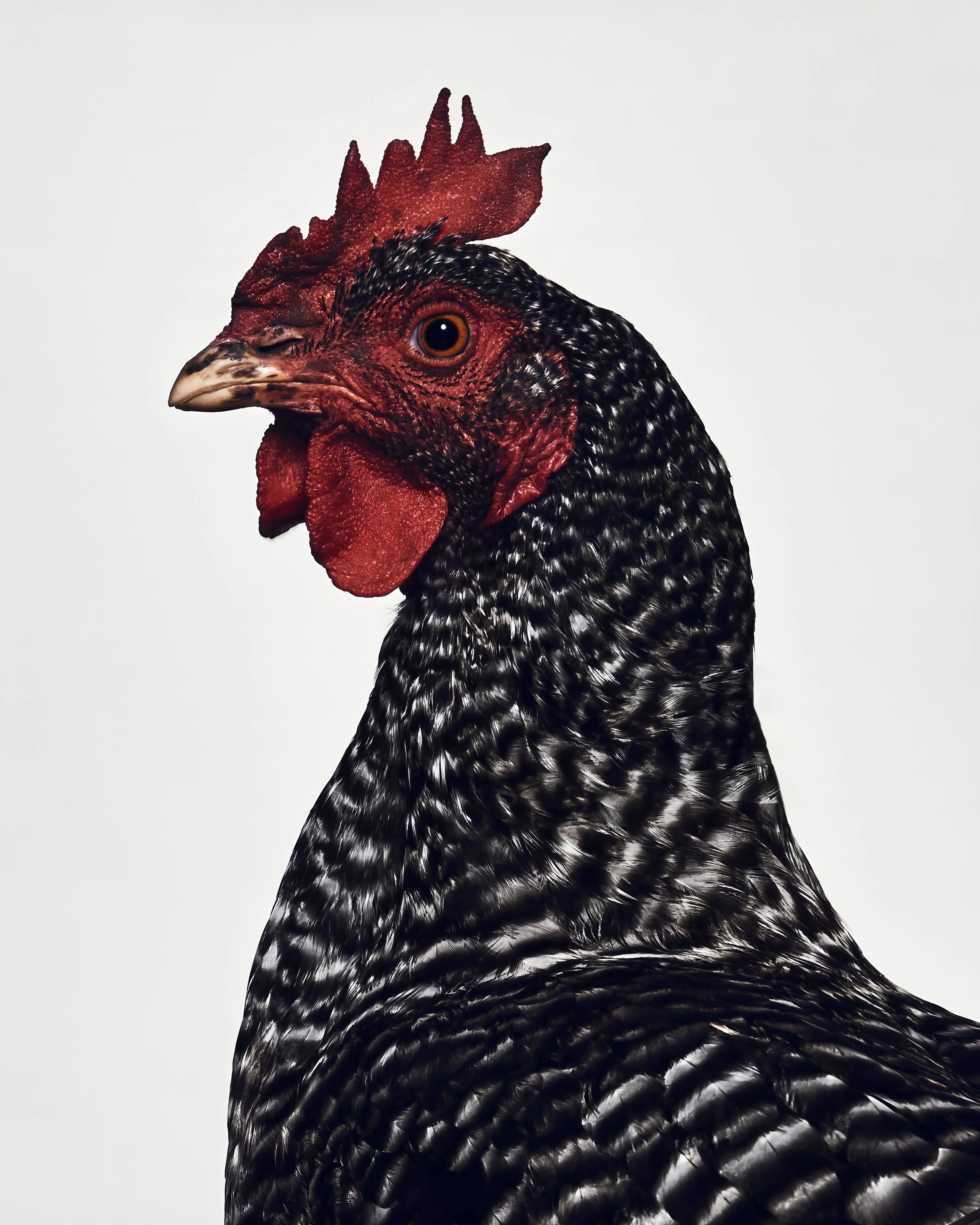 Kura, Chicken; Love Always Animal Sanctuary, Sun Valley, CA (2018)